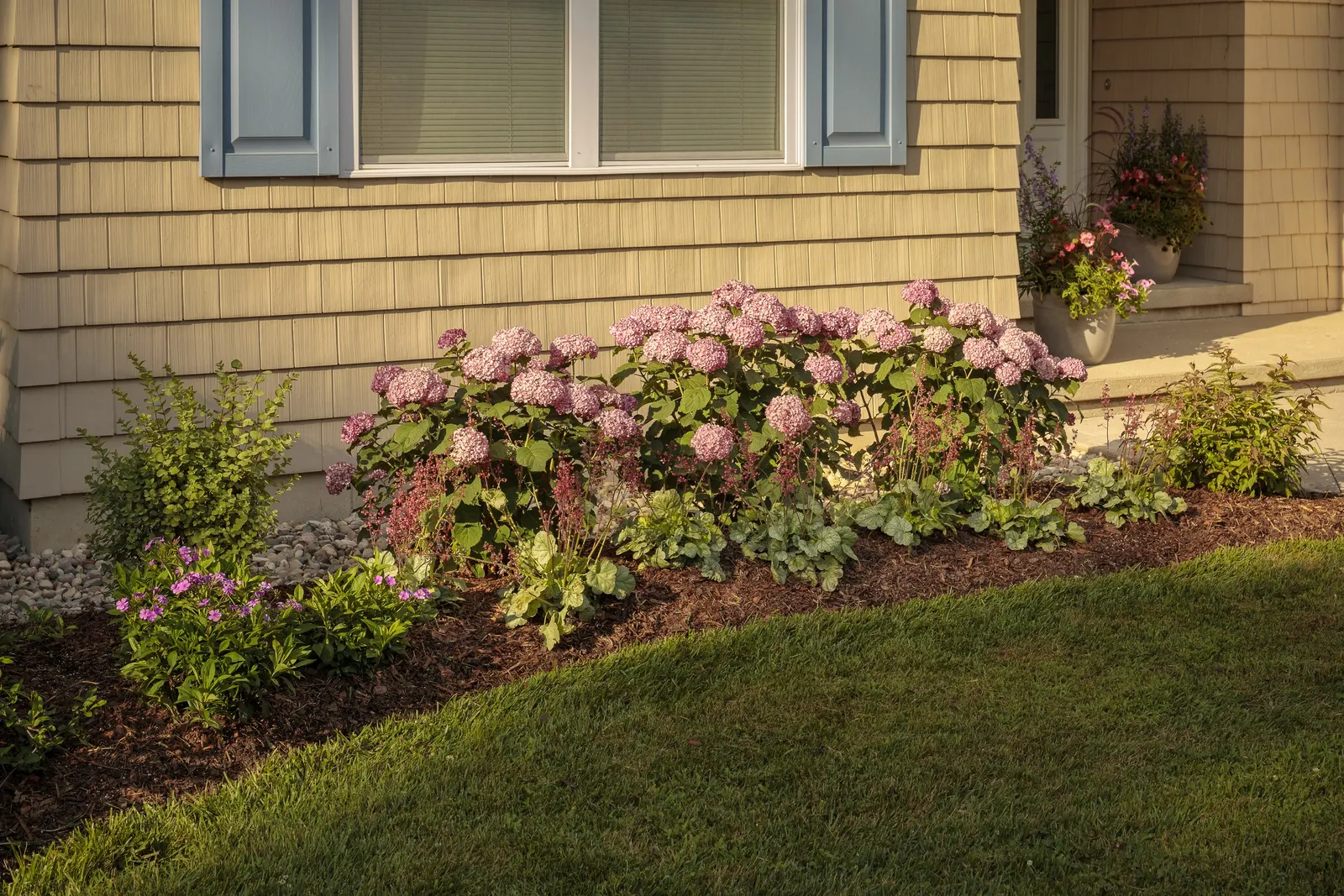 Proud Berry® Pink Coralberry (Symphoricarpos sp.) — summer pink-white flowers