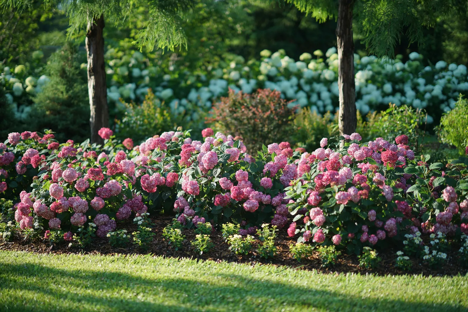 Ruby Smooth hydrangea (Hydrangea arborescens) — cut the entire hydrangea bush back by about one-third its total height each spring