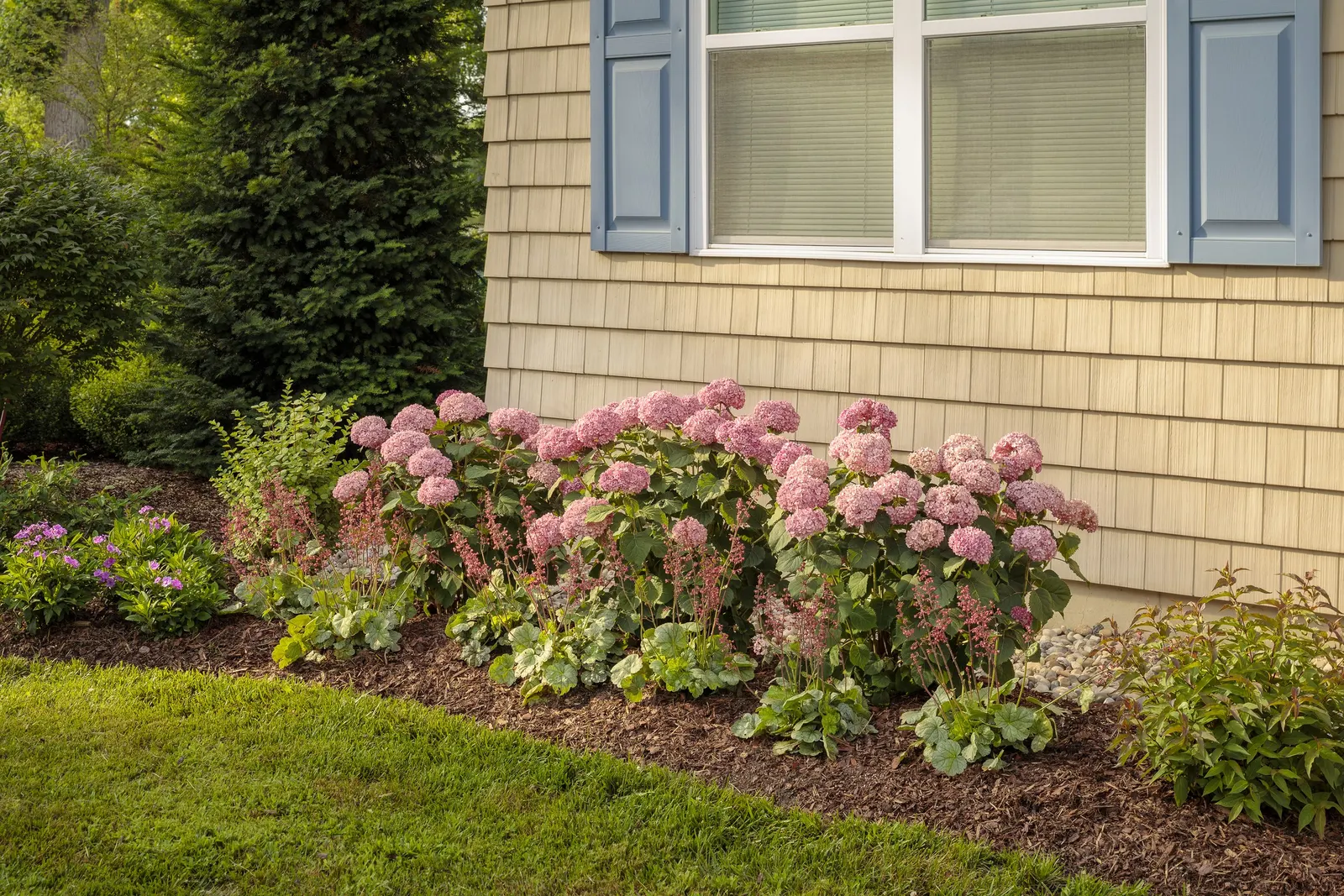 Proud Berry® Pink Coralberry (Symphoricarpos sp.) — It grows upright to 3-4 feet tall and wide