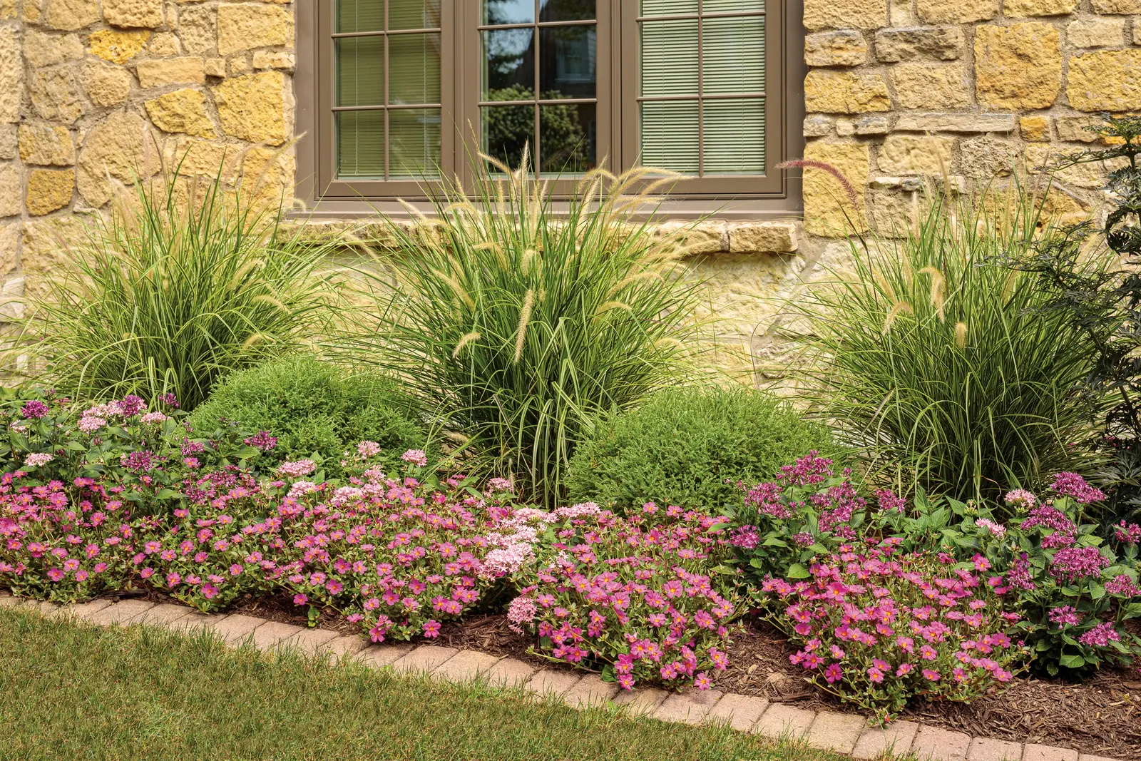 Lavender Egyptian Star Flower (Pentas lanceolata) — with a steady floral display that begins at planting and continues until frost
