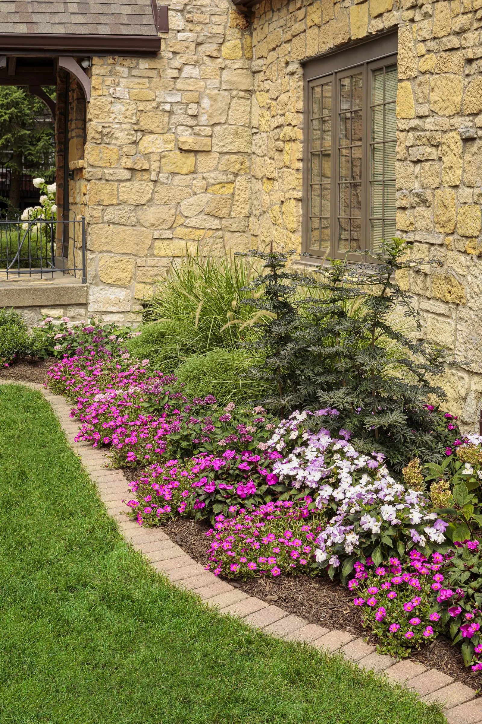 Lavender Egyptian Star Flower (Pentas lanceolata) — Hardy in USDA Zones 11a-11b