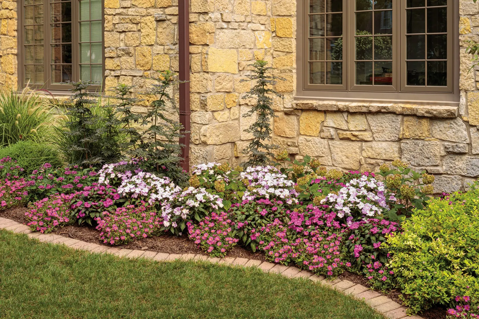 Lavender Egyptian Star Flower (Pentas lanceolata) — star-shaped blooms that attract bees