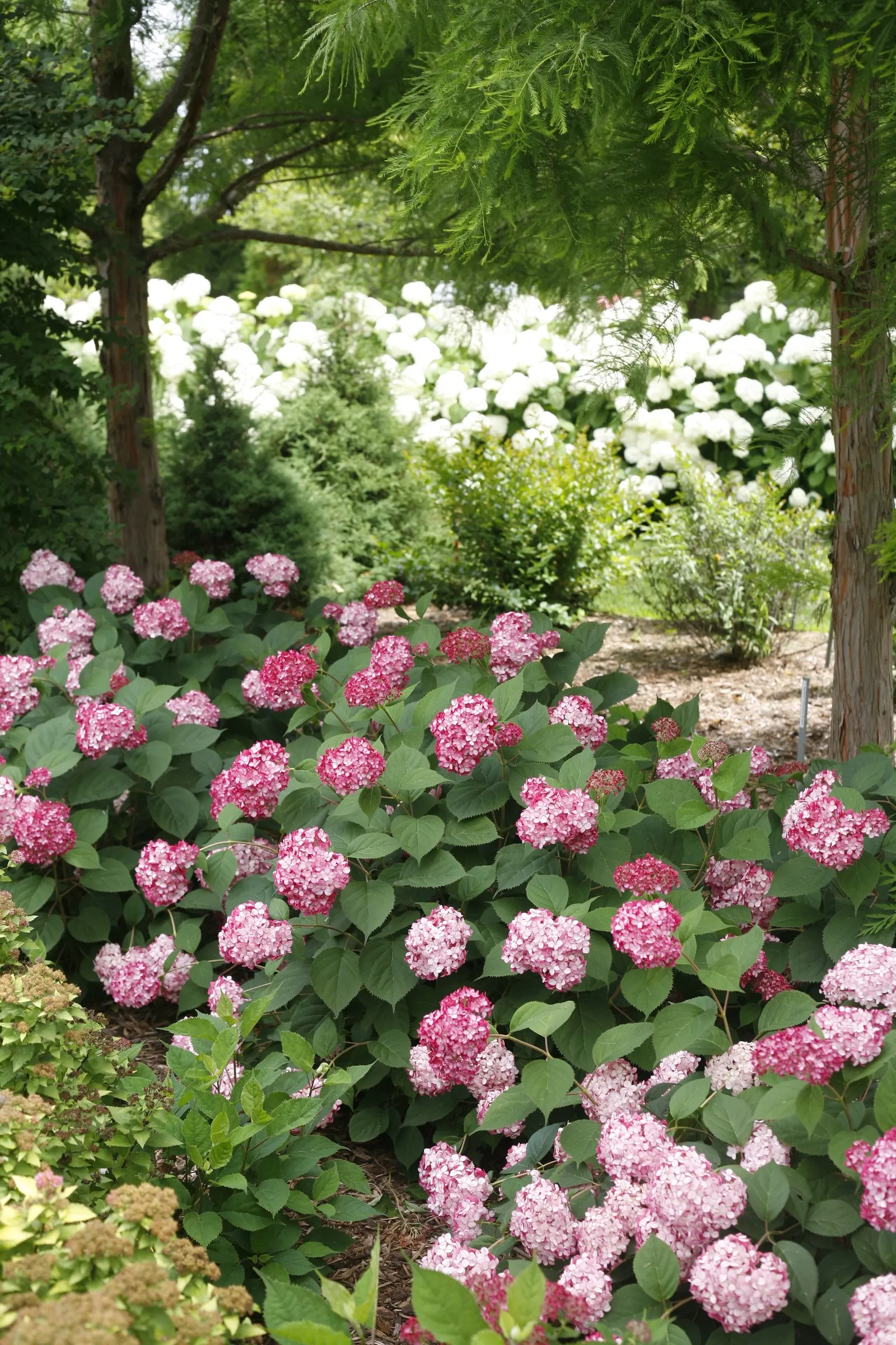 Incrediball® Smooth Hydrangea (Hydrangea arborescens) — substantial shrub with enough volume to anchor a mixed border or soften the face of a foundation