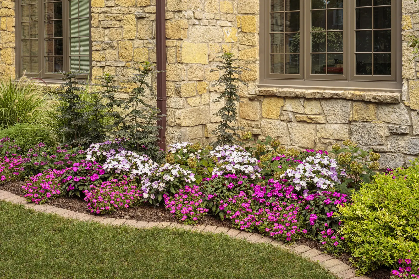 Lavender Egyptian Star Flower (Pentas lanceolata) — It grows 18-22 inches tall and 16-24 inches wide