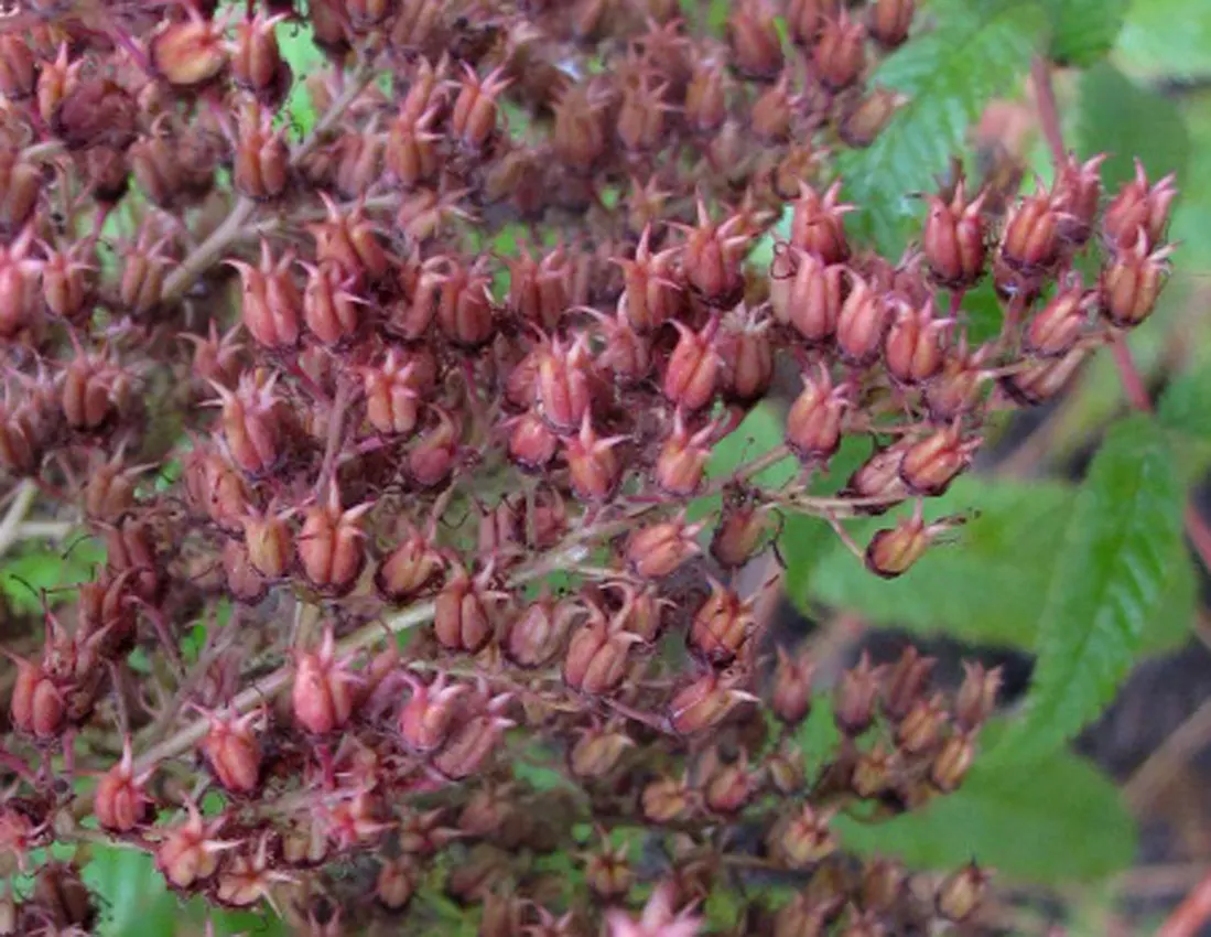 False Spiraea (Sorbaria Sorbifolia) — consist of many small leaflets; fern-like leaves that emerge with a bronze hue before turning green
