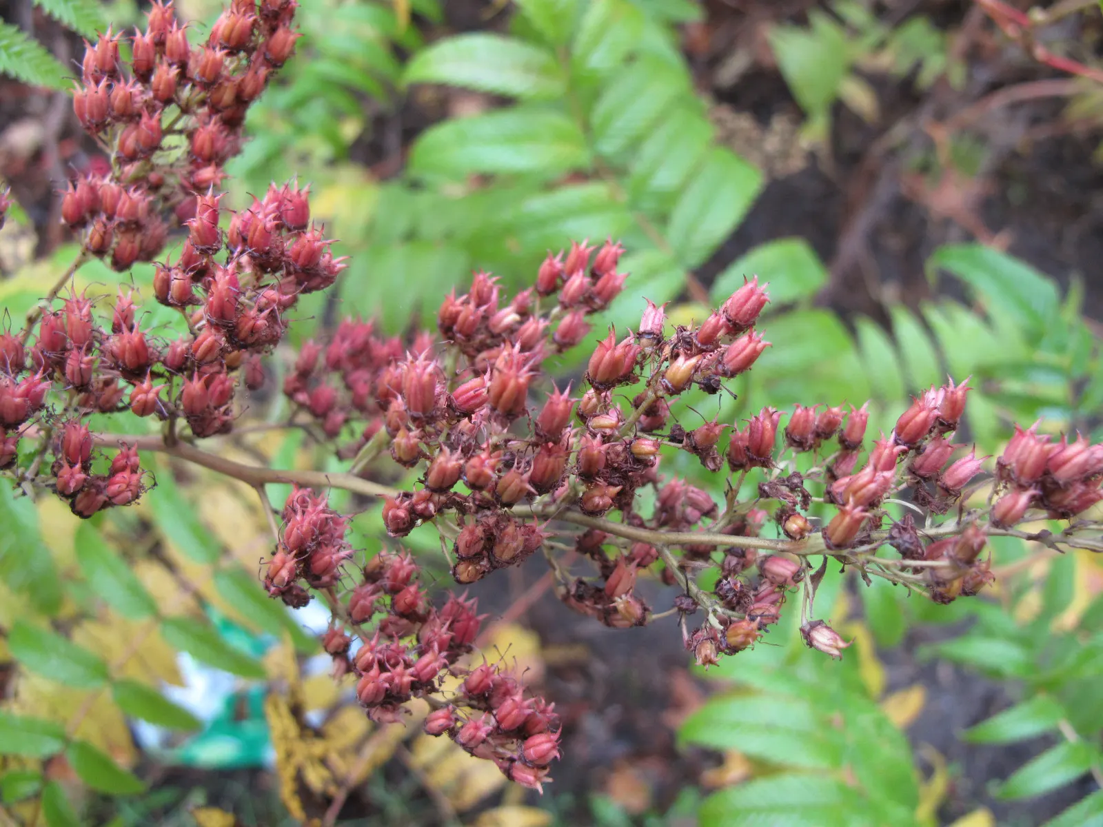 False Spiraea (Sorbaria Sorbifolia) — False Spiraea (Sorbaria sorbifolia) is a robust; fern-like leaves that emerge with a bronze hue before, image 85