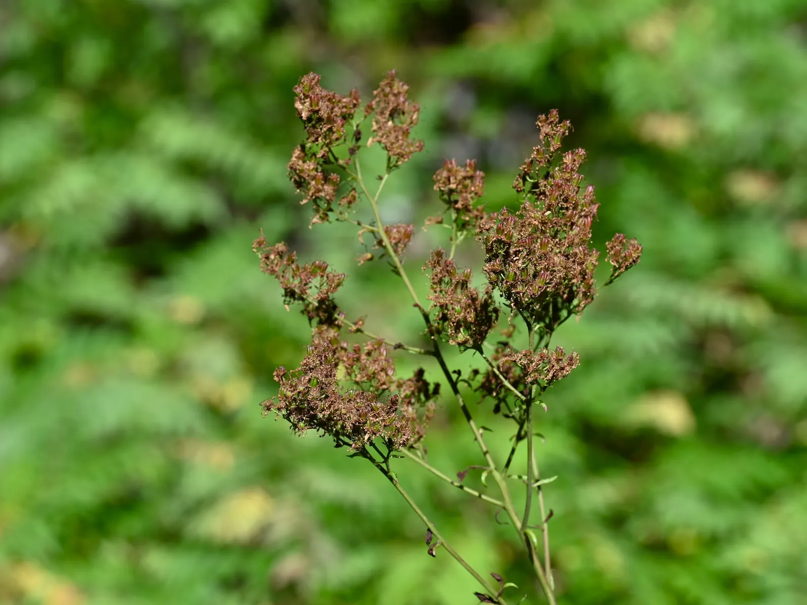 False Spiraea (Sorbaria Sorbifolia) — False Spiraea (Sorbaria sorbifolia) is a robust; fern-like leaves that emerge with a bronze hue before turning green