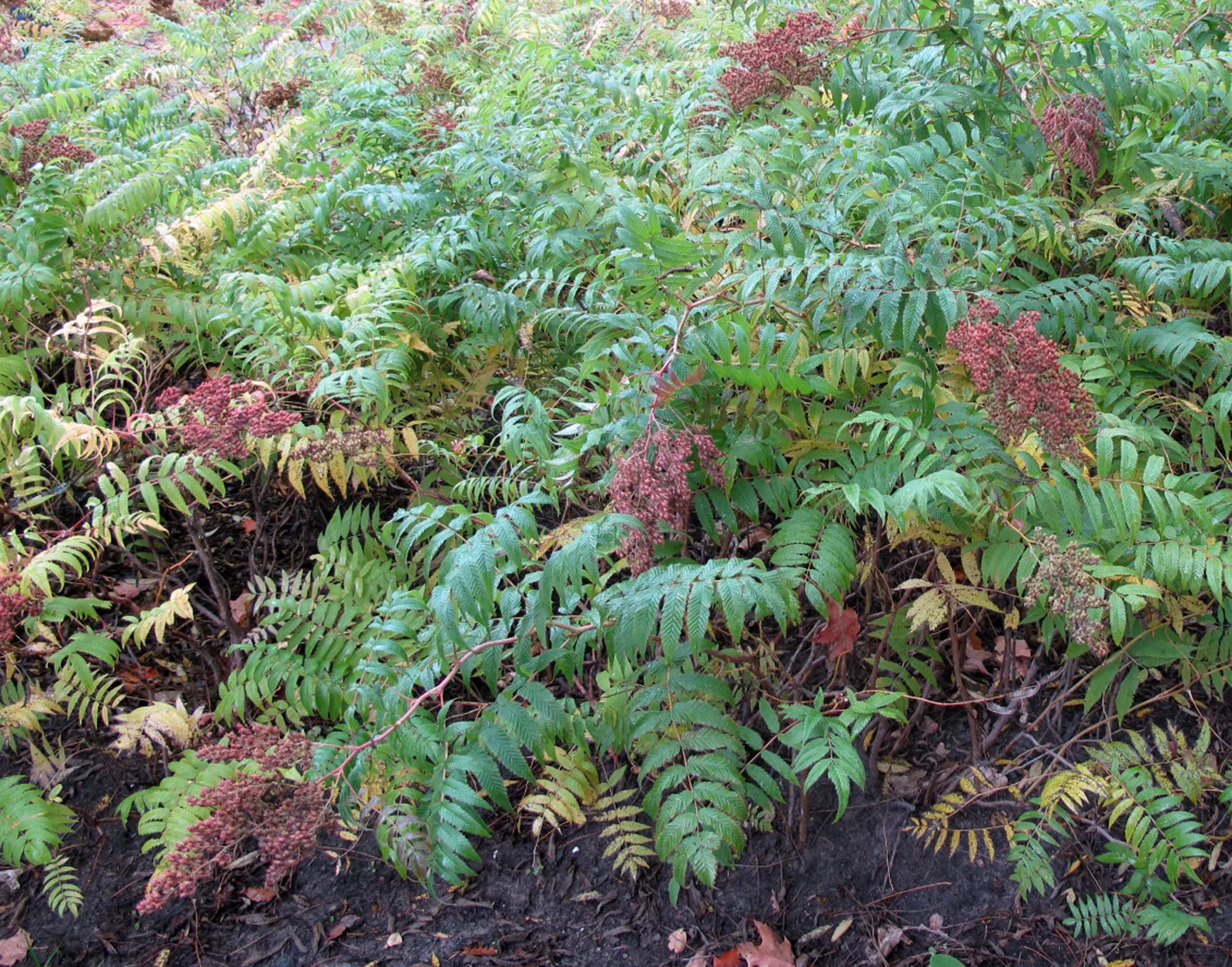 False Spiraea (Sorbaria Sorbifolia) — plant False Spiraea in full sun to part shade in well-drained soil