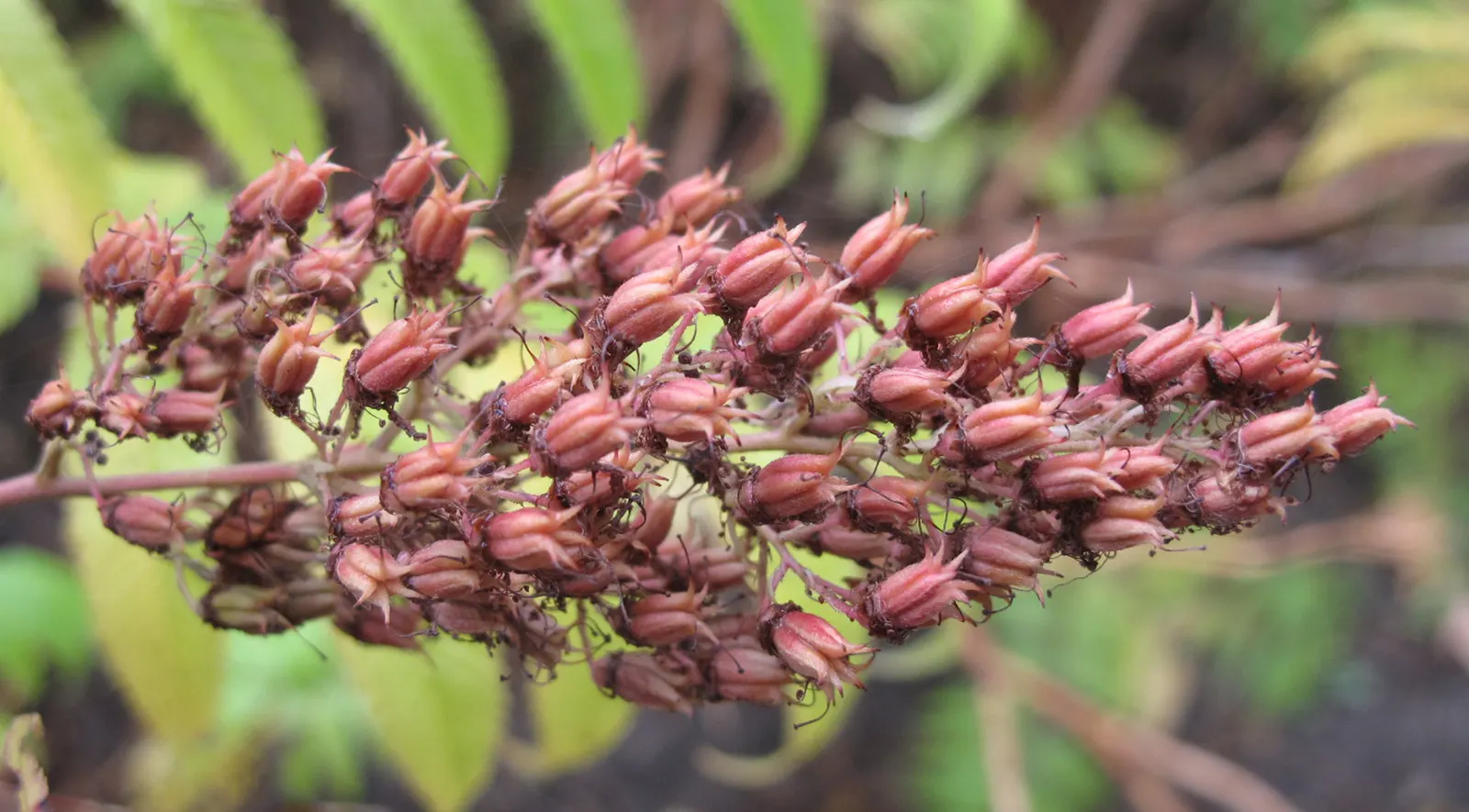 False Spiraea (Sorbaria Sorbifolia) — This shrub is fast-growing and may be prone to spreading by suckers; sorbaria sorbifolia is characterized by its lush
