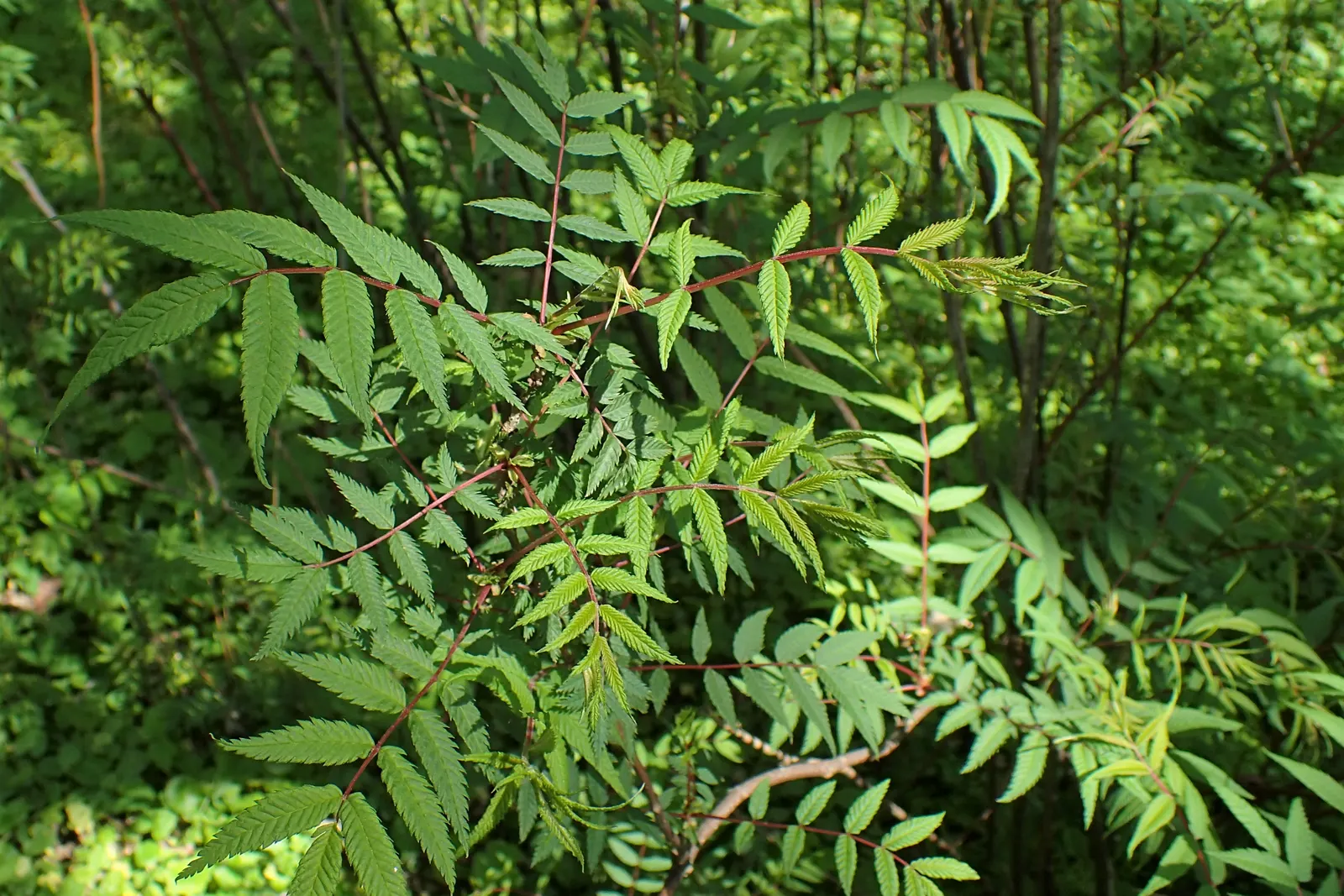False Spiraea (Sorbaria Sorbifolia) — Originating from Eastern Asia; fern-like leaves that emerge with a bronze hue before turning green, image 93