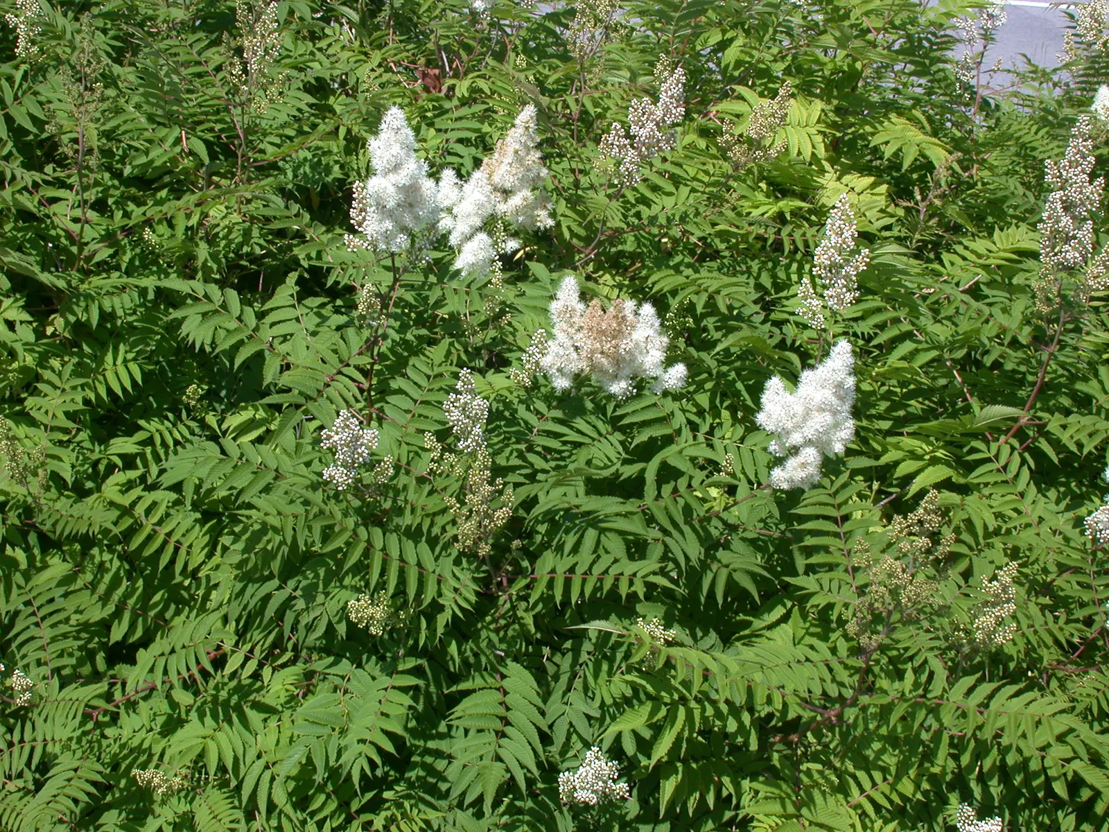 False Spiraea (Sorbaria Sorbifolia) — shrub for full or half; or as a natural-style hedge in a landscape design, image 84