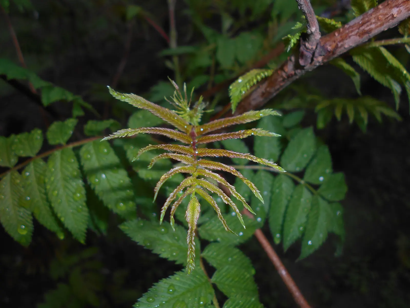 False Spiraea (Sorbaria Sorbifolia) — attracting pollinators such as bees and butterflies to the garden.<br><br>For optimal growth; terminal, image 75