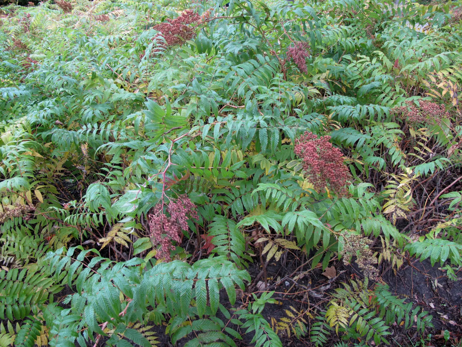 False Spiraea (Sorbaria Sorbifolia) — The blossoms are arranged in dense; fern-like leaves that emerge with a bronze hue before turning green, image 73