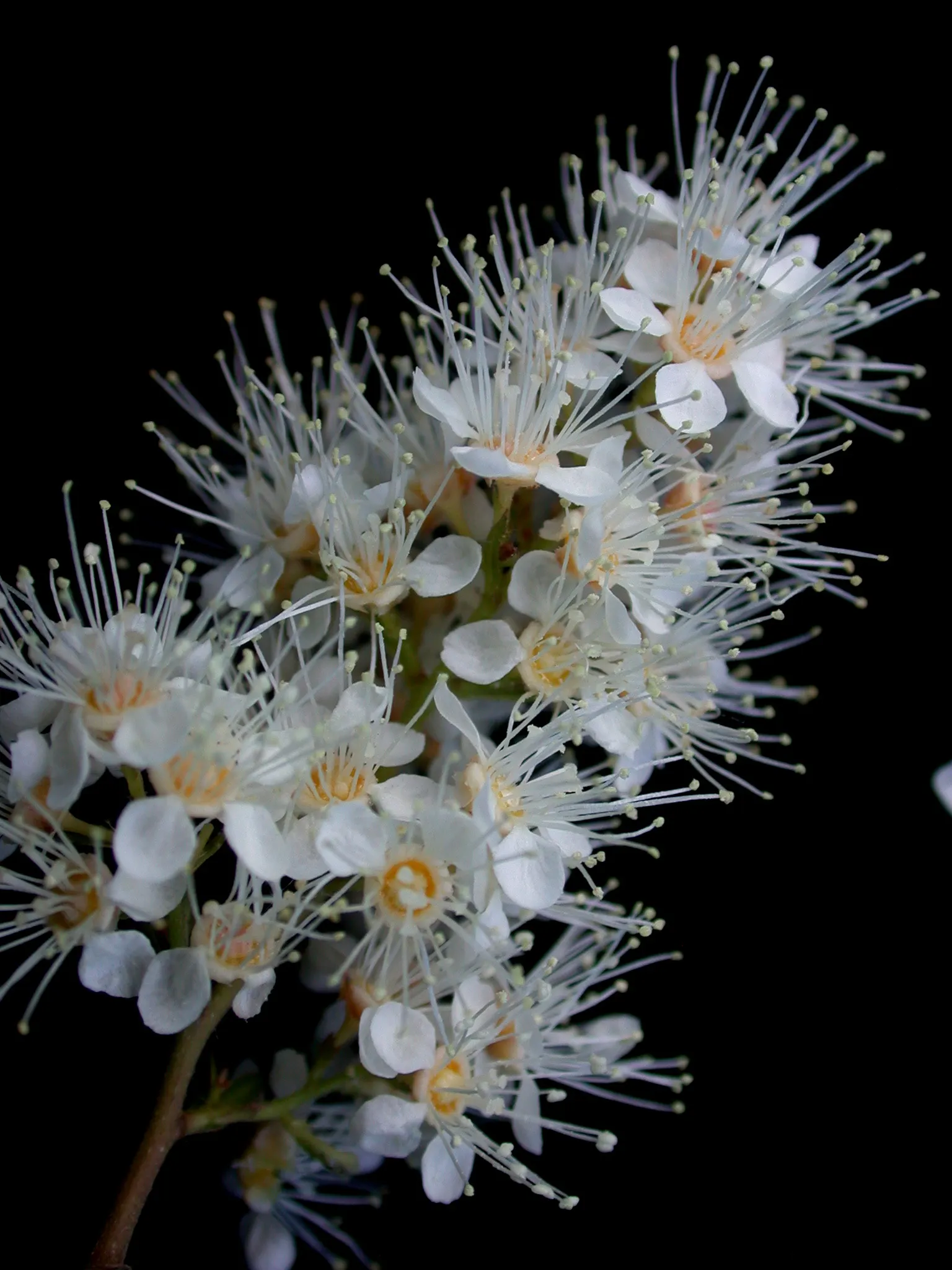 False Spiraea (Sorbaria Sorbifolia) — is a deciduous shrub that offers a multi-faceted appeal in a landscape design; or as a natural-style hedge in, image 92