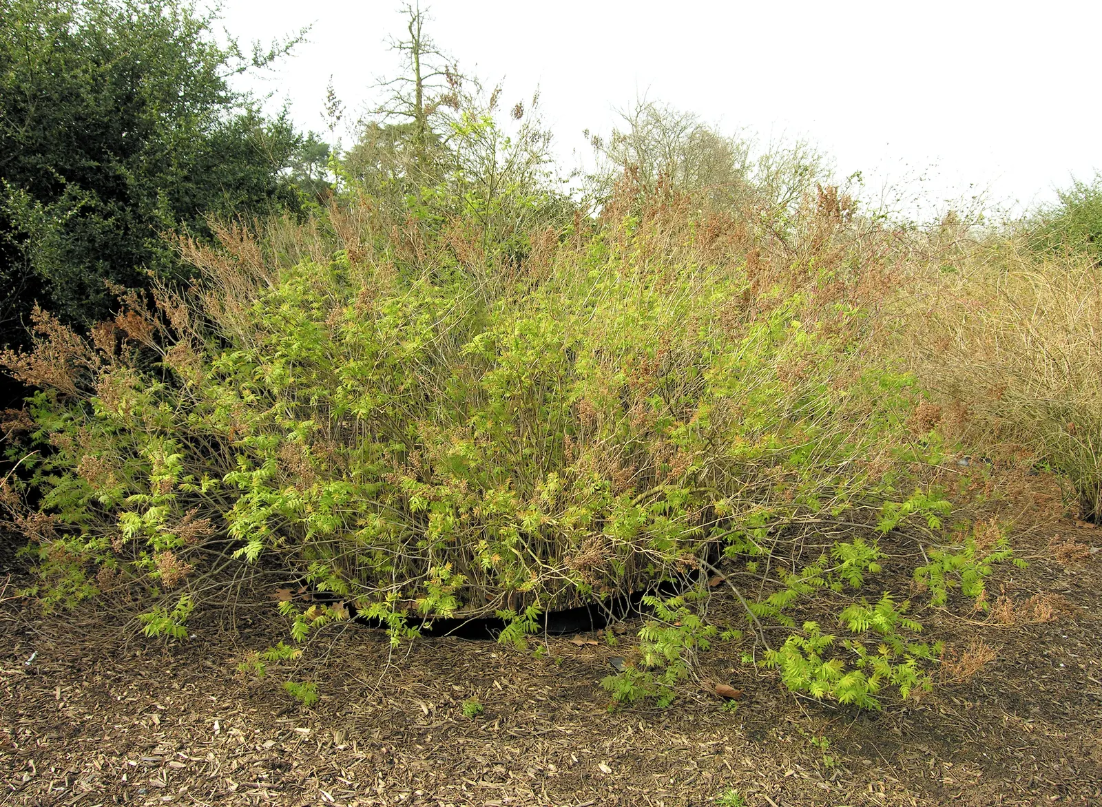 False Spiraea (Sorbaria Sorbifolia) — creating a fine-textured presence; sorbaria sorbifolia is characterized by its lush
