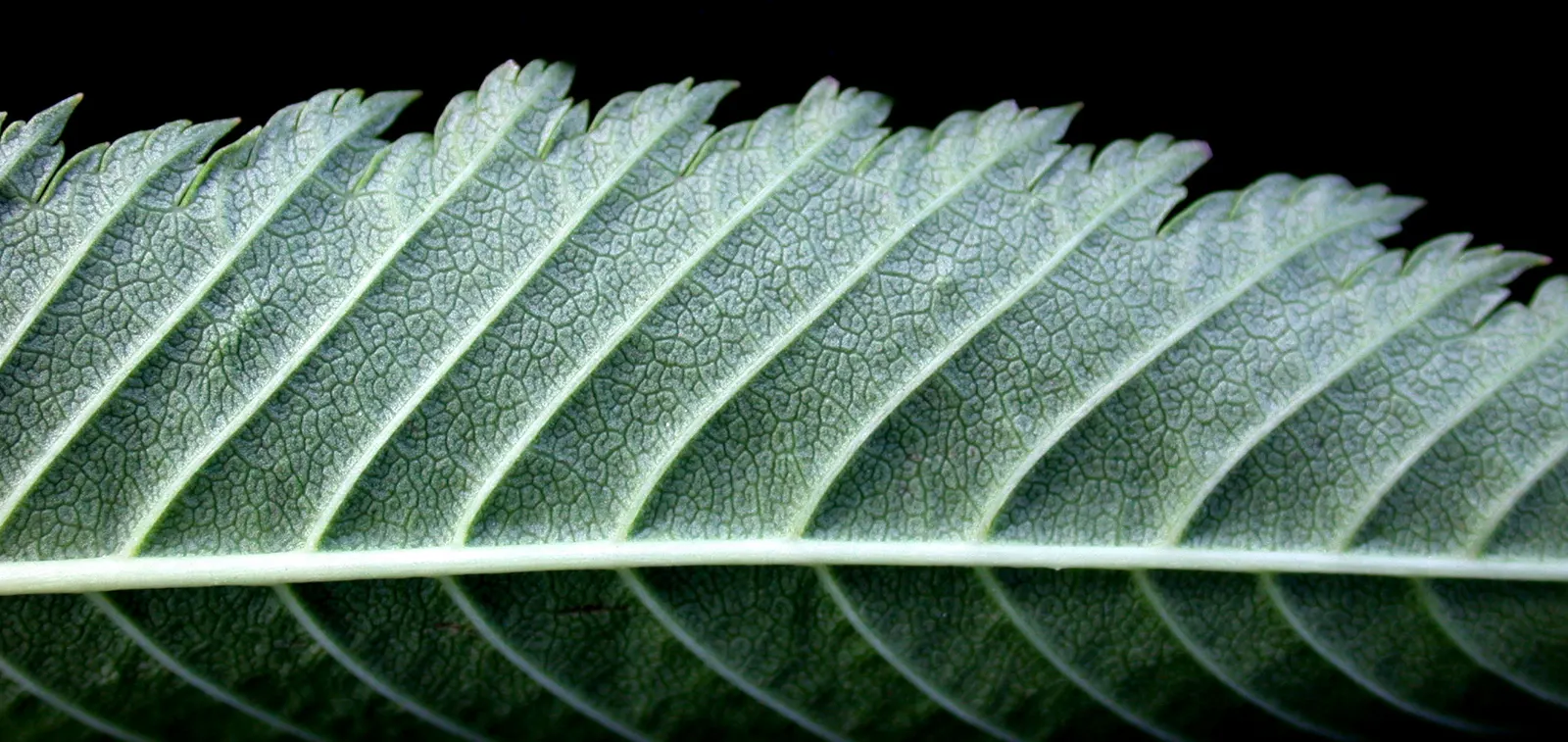 False Spiraea (Sorbaria Sorbifolia) — shrub for full or half