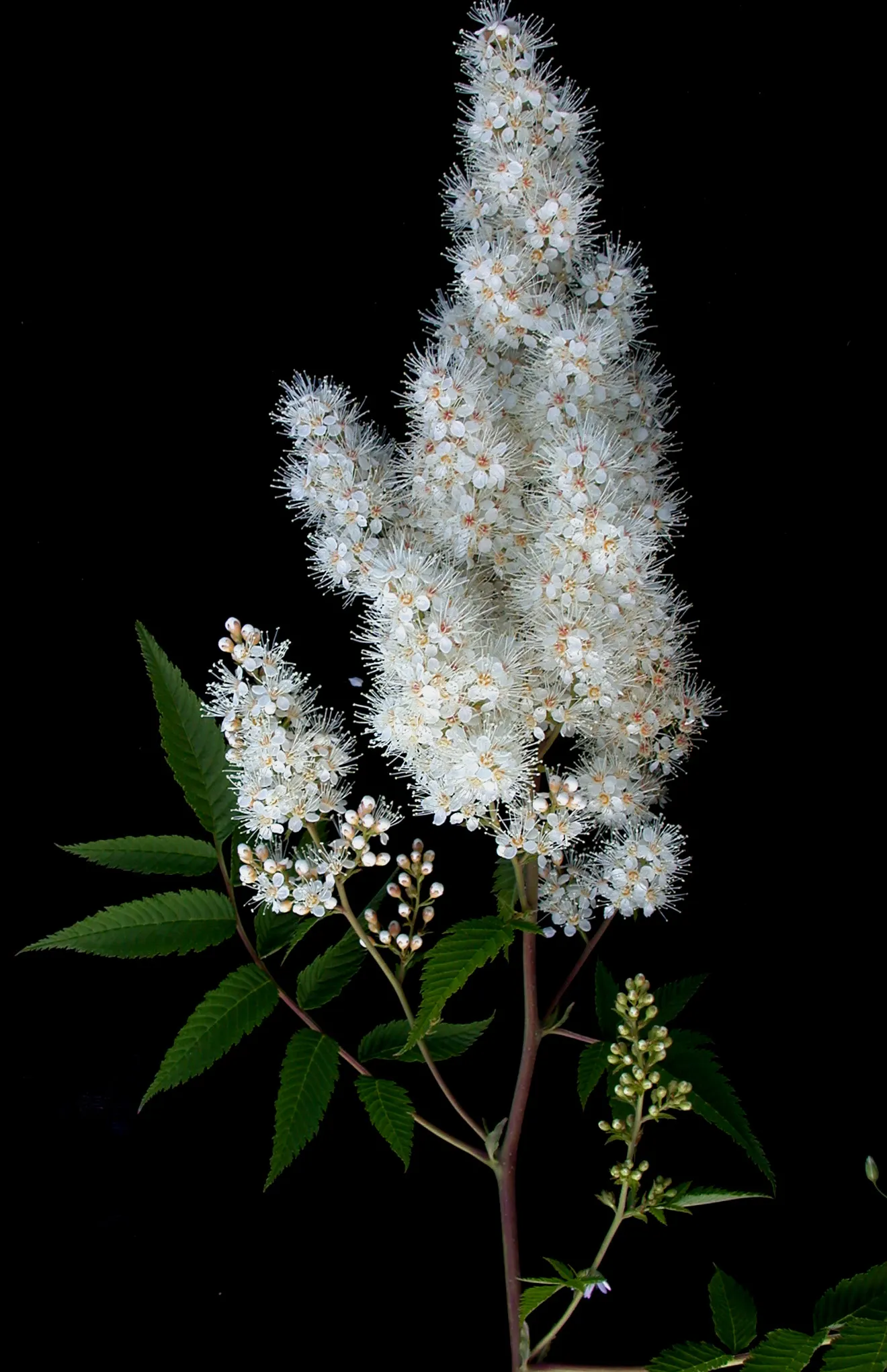 False Spiraea (Sorbaria Sorbifolia) — consist of many small leaflets; fern-like leaves that emerge with a bronze hue before turning green, image 69