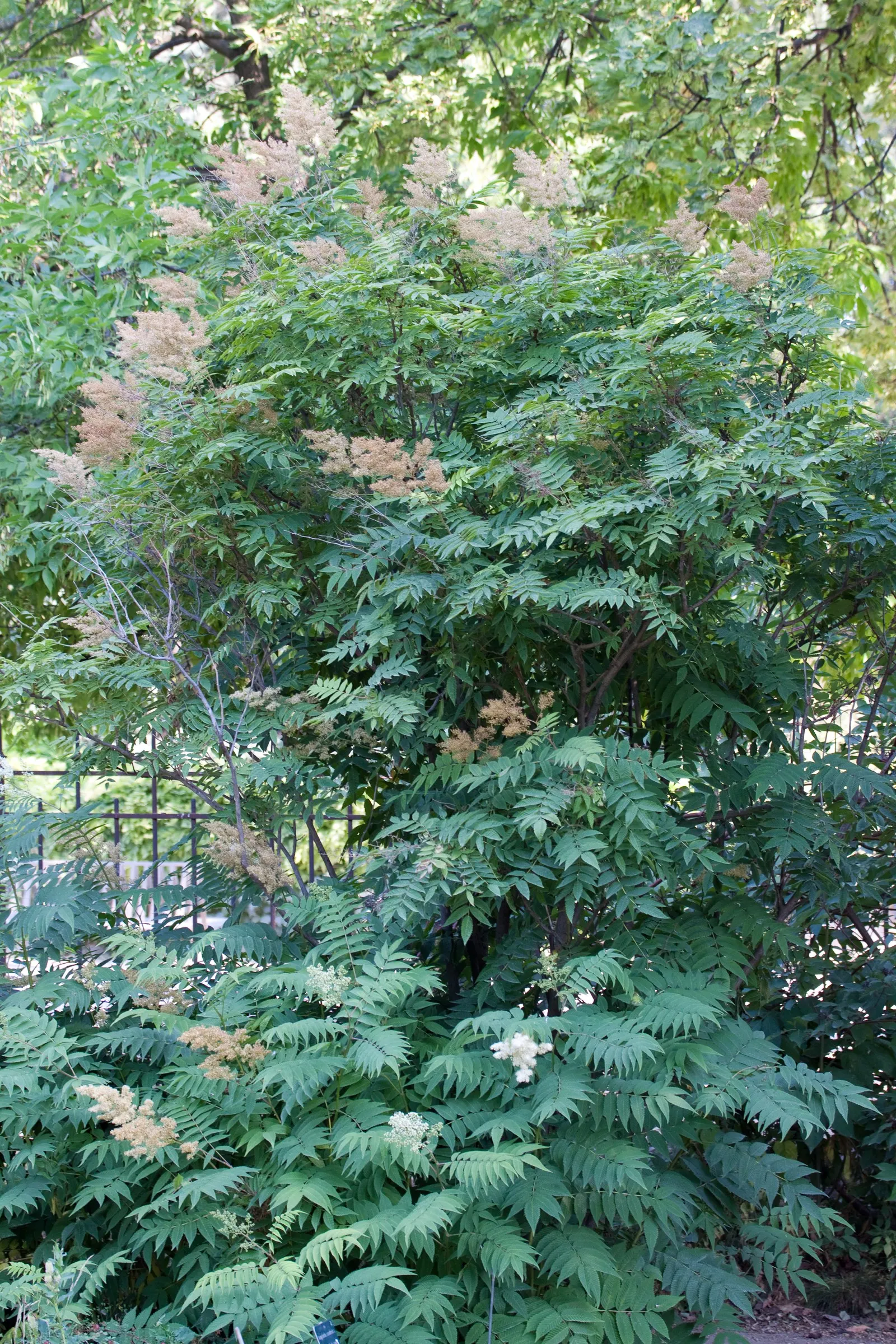 False Spiraea (Sorbaria Sorbifolia) — plume-like flowers in mid to late summer; or as a natural-style hedge in a landscape design, image 72