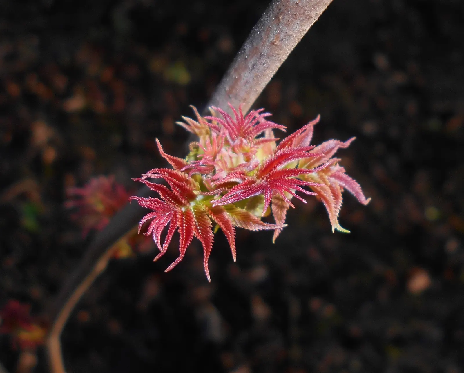 False Spiraea (Sorbaria Sorbifolia) — this hardy plant thrives in USDA hardiness zones 2 through 8; sorbaria sorbifolia is characterized by its lush, image 94