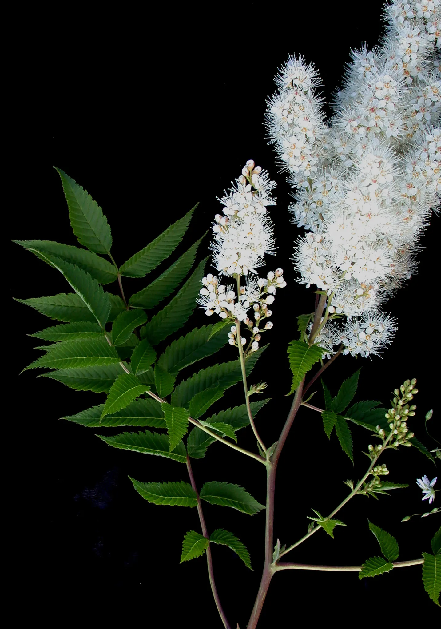 False Spiraea (Sorbaria Sorbifolia) — terminal panicles that can reach up to 10 inches in length; sorbaria sorbifolia is characterized by its lush