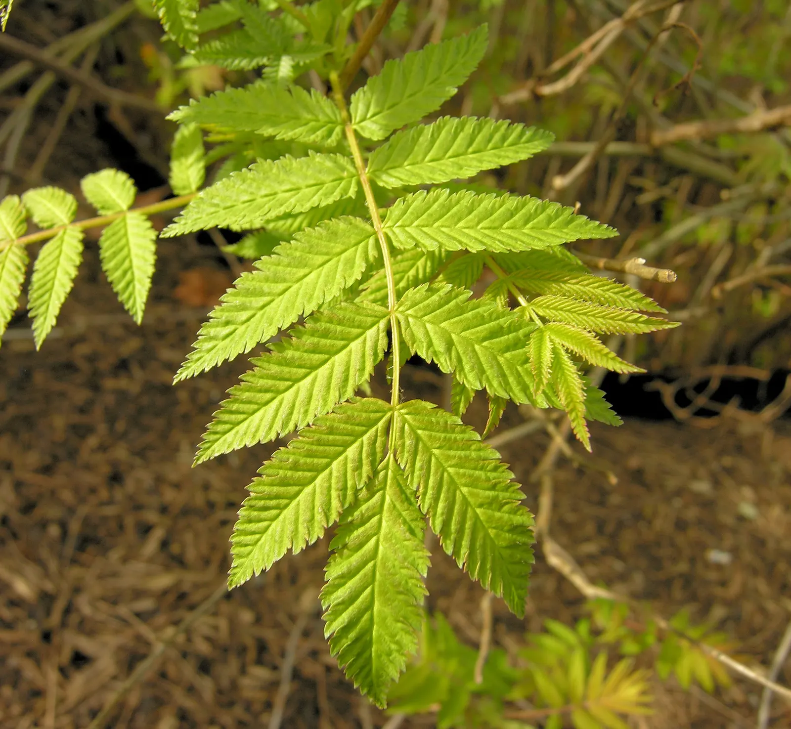 False Spiraea (Sorbaria Sorbifolia) — is a deciduous shrub that offers a multi-faceted appeal in a landscape design; or as a natural-style hedge in, image 64