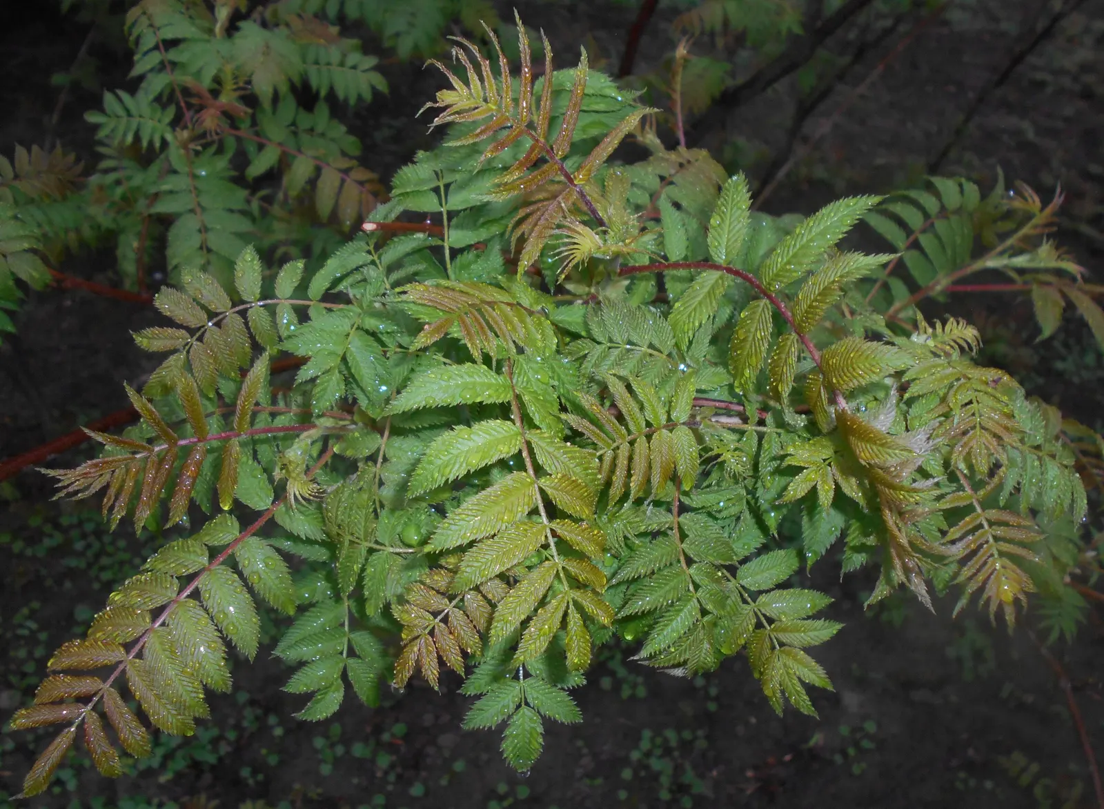 False Spiraea (Sorbaria Sorbifolia) — or as a natural-style hedge in a landscape design; fern-like leaves that emerge with a bronze hue before turning green