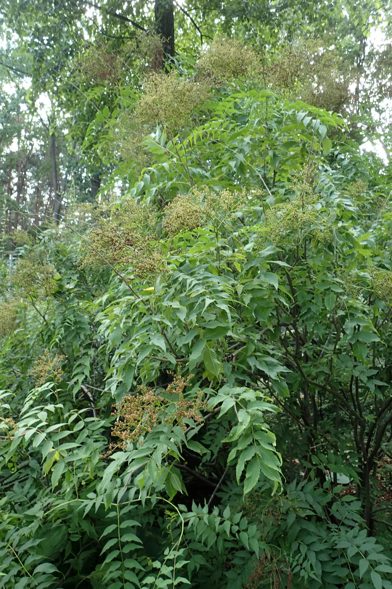 False Spiraea (Sorbaria Sorbifolia) — the foliage emerges with a striking bronzy-green hue; terminal panicles that can reach up to 10 inches in, image 71