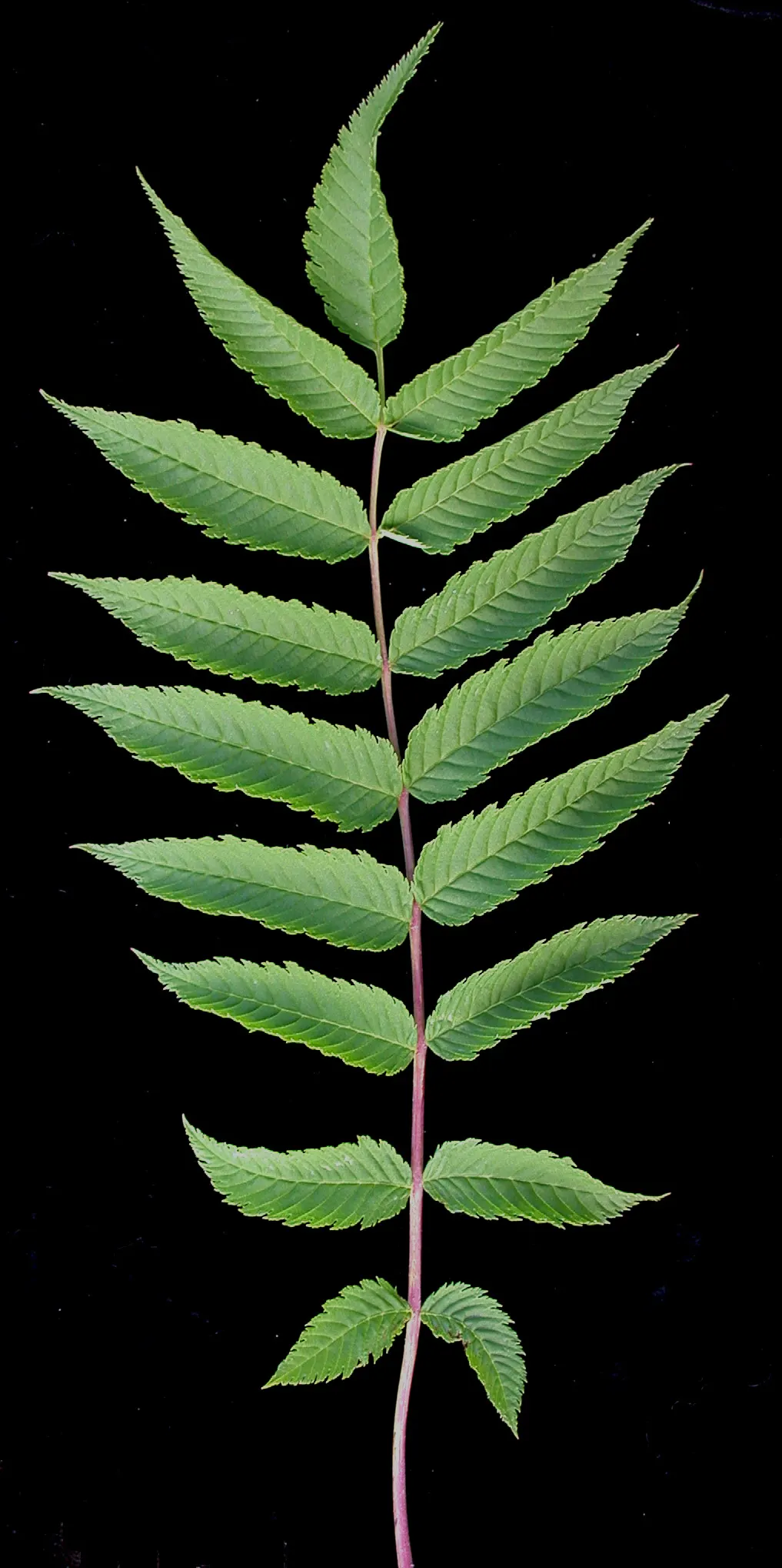 False Spiraea (Sorbaria Sorbifolia) — deciduous shrub renowned for its feathery clusters of white summer blooms; sorbaria sorbifolia is, image 58