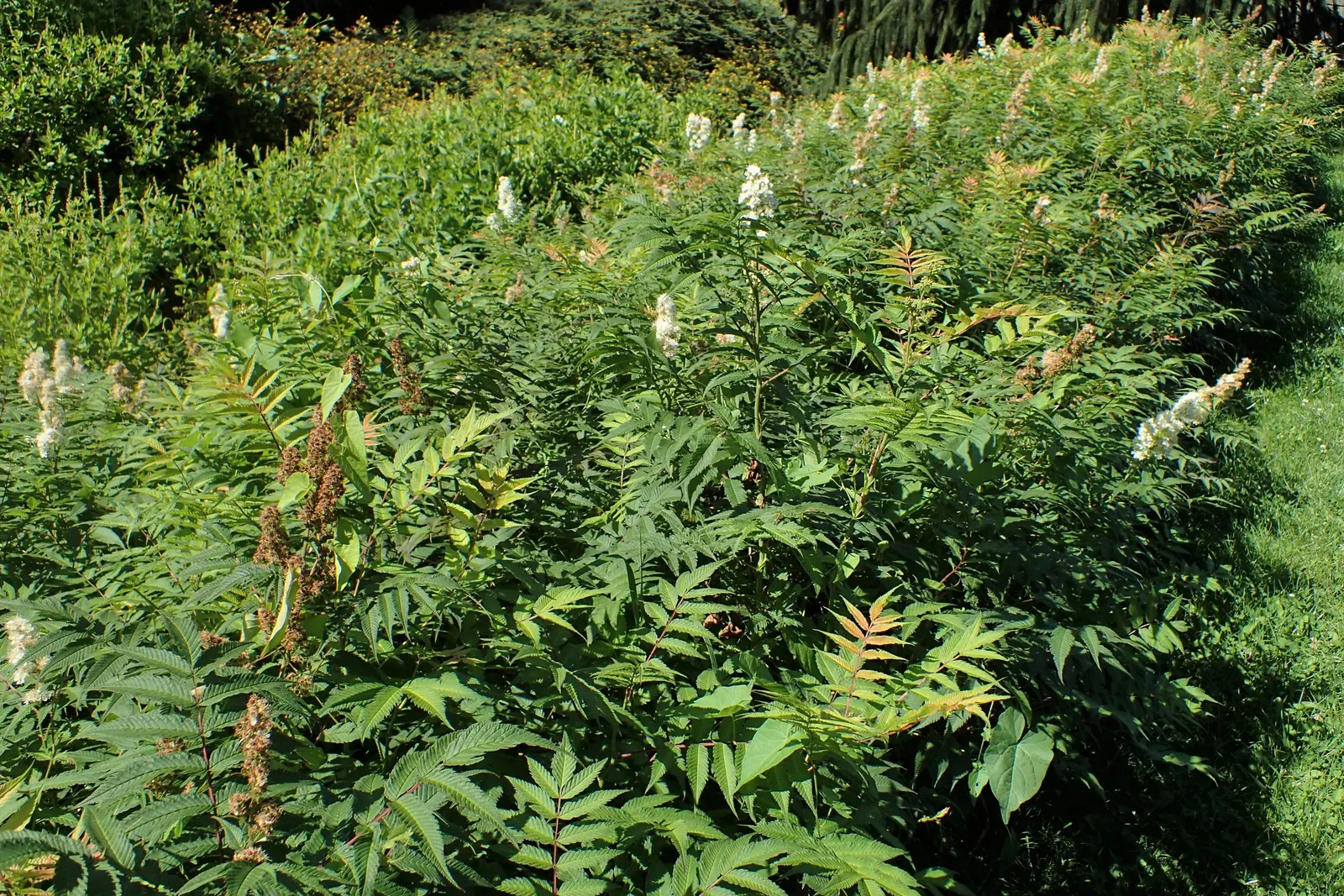 False Spiraea (Sorbaria Sorbifolia) — Originating from Eastern Asia; fern-like leaves that emerge with a bronze hue before turning green