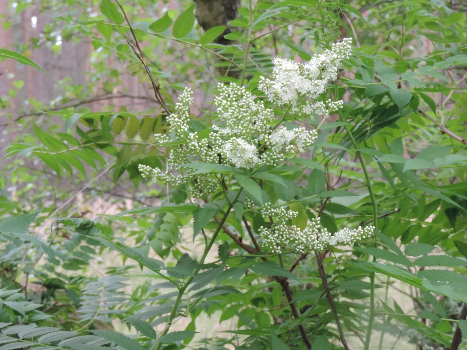 False Spiraea (Sorbaria Sorbifolia) — Typically reaching 4-6 feet in height and spread, this hardy plant thrives in USDA zones 2-8; terminal, image 87