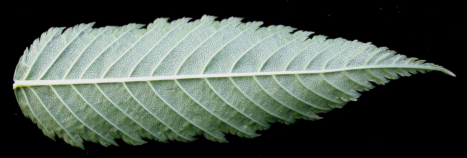 False Spiraea (Sorbaria Sorbifolia) — and a penchant for full sun to part shade