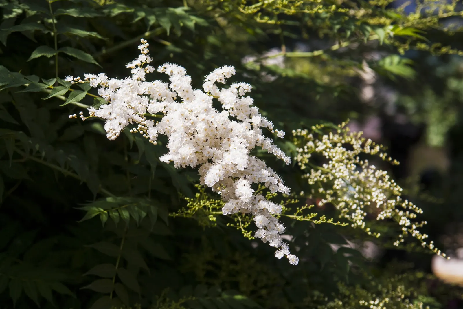 False Spiraea (Sorbaria Sorbifolia) — fern-like leaves that emerge with a bronze hue before turning green; or as a natural-style hedge in a landscape design