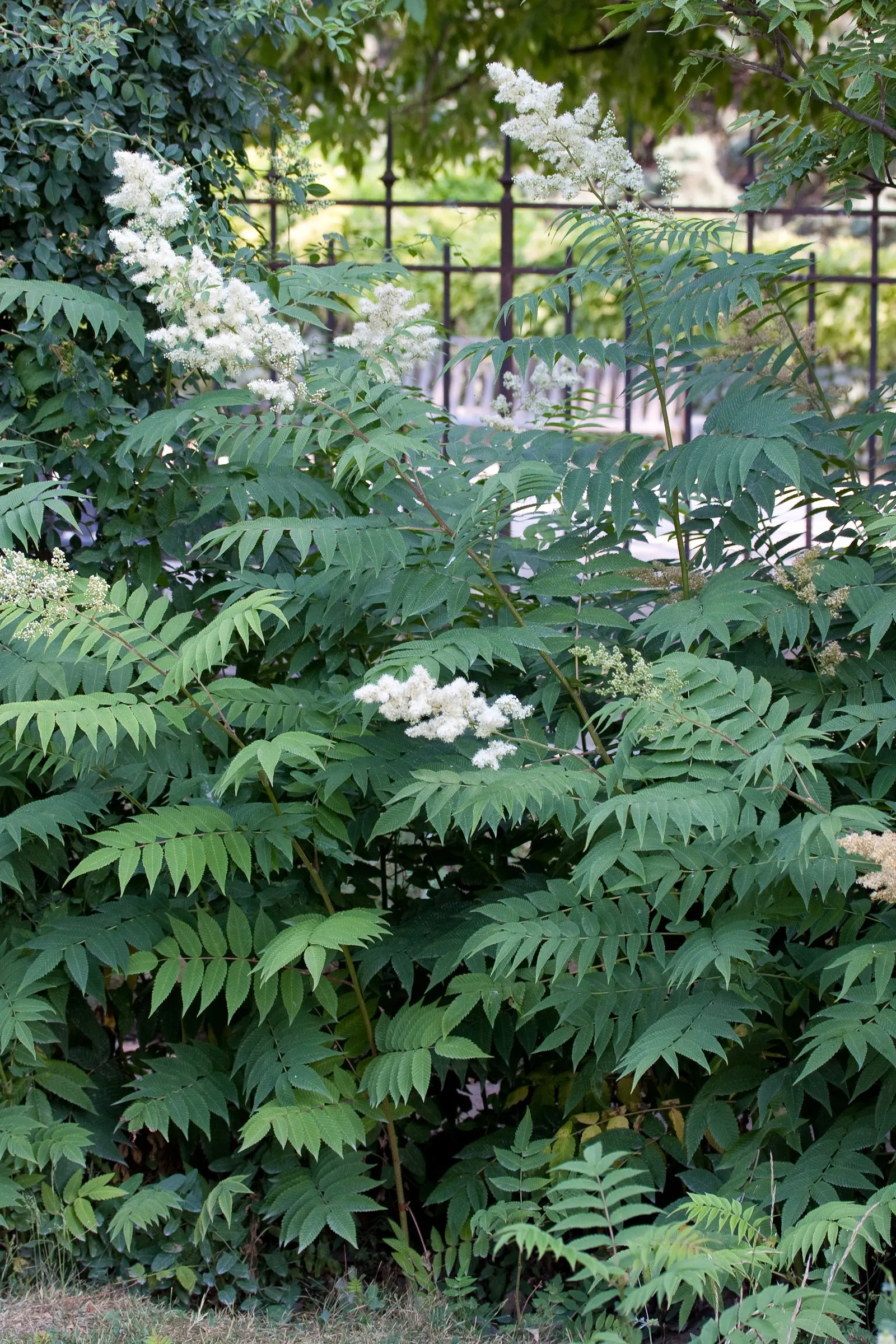 False Spiraea (Sorbaria Sorbifolia) — plant False Spiraea in full sun to part shade in well-drained soil; or as a natural-style hedge in a landscape design