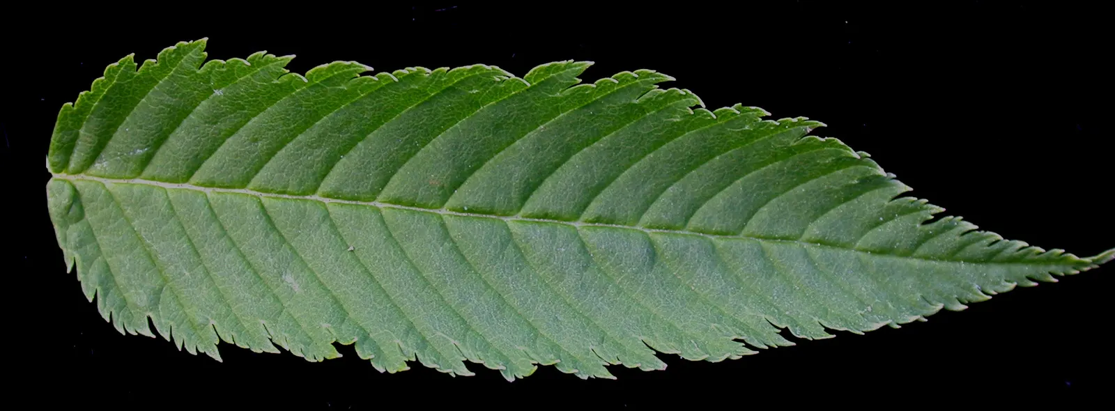 False Spiraea (Sorbaria Sorbifolia) — Sorbaria sorbifolia is characterized by its lush; terminal panicles that can reach up to 10 inches in length, image 67