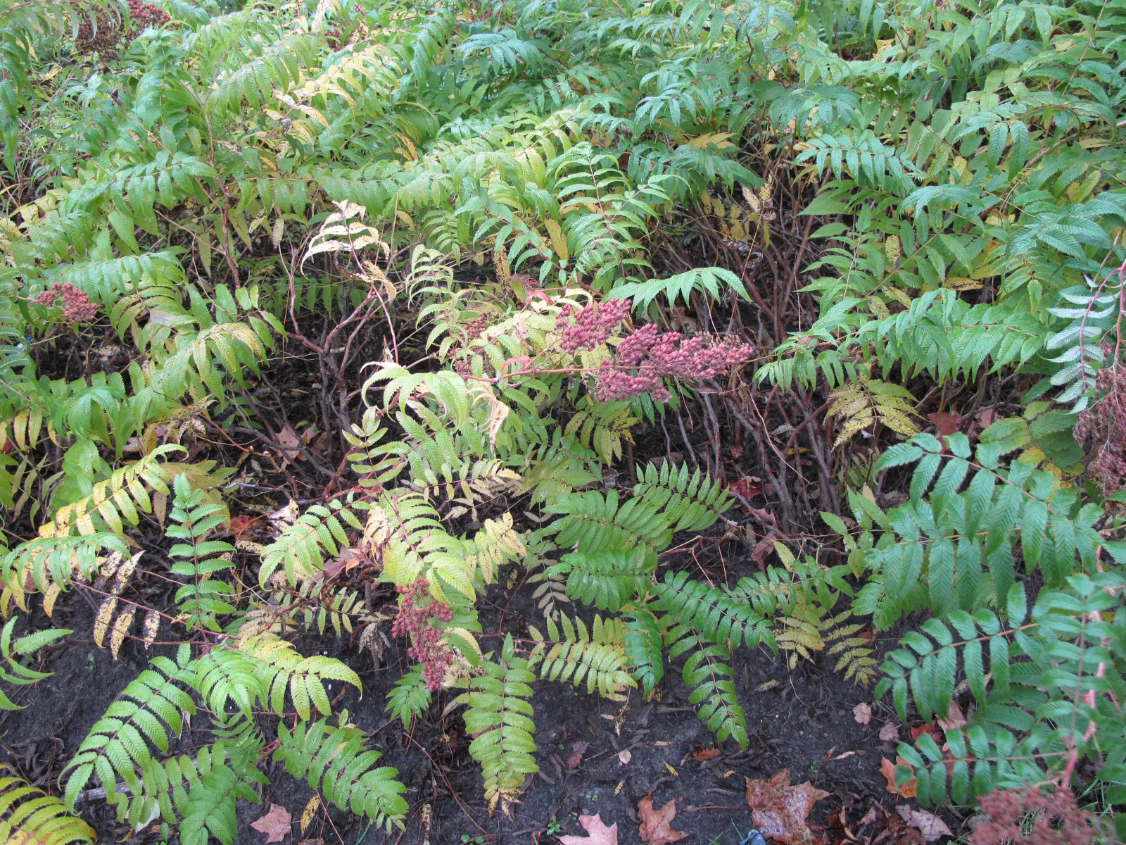 False Spiraea (Sorbaria Sorbifolia) — this hardy plant thrives in USDA hardiness zones 2 through 8; sorbaria sorbifolia is characterized by its lush, image 66