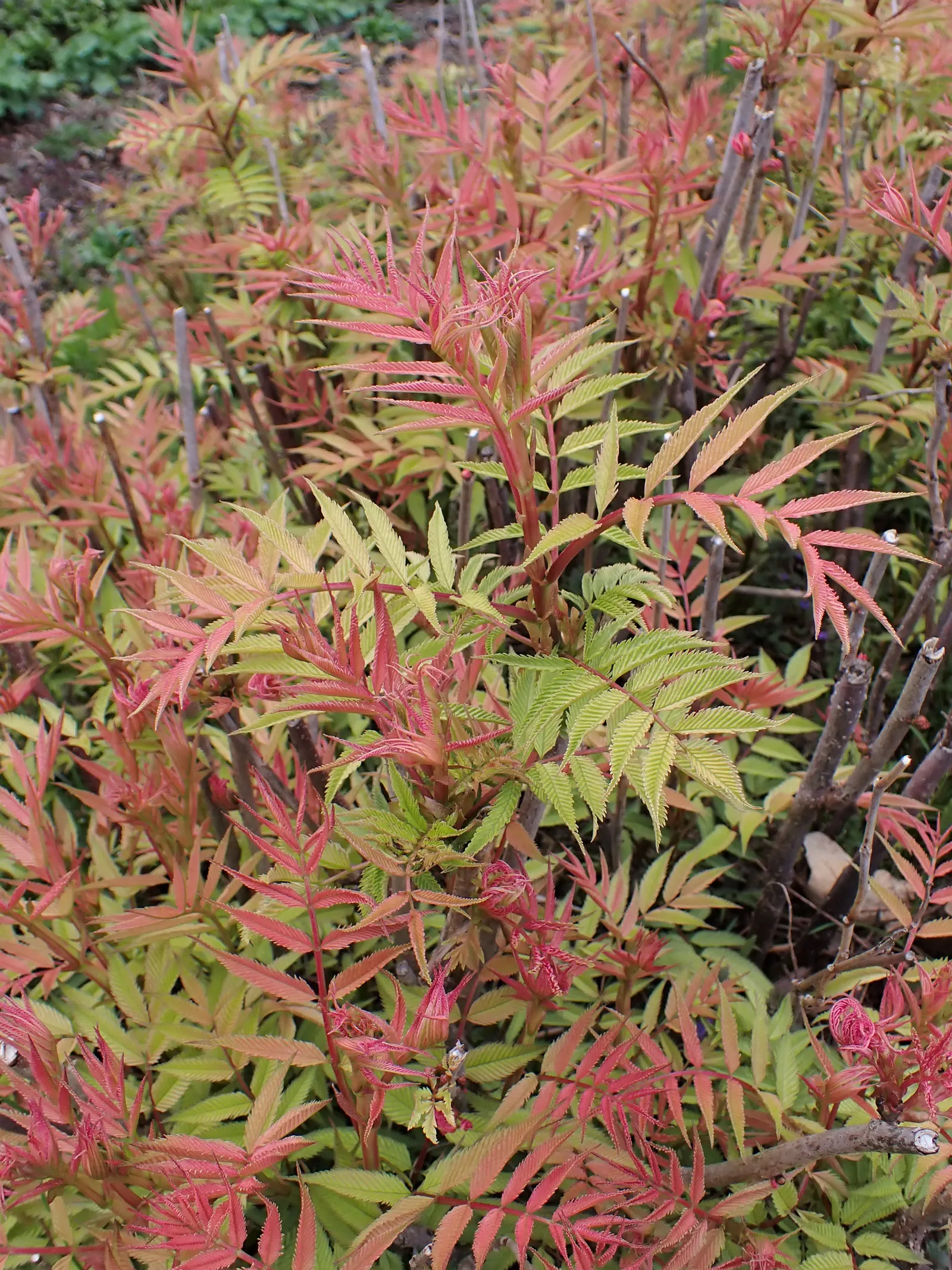 False Spiraea (Sorbaria Sorbifolia) — plume-like flowers in mid to late summer; or as a natural-style hedge in a landscape design