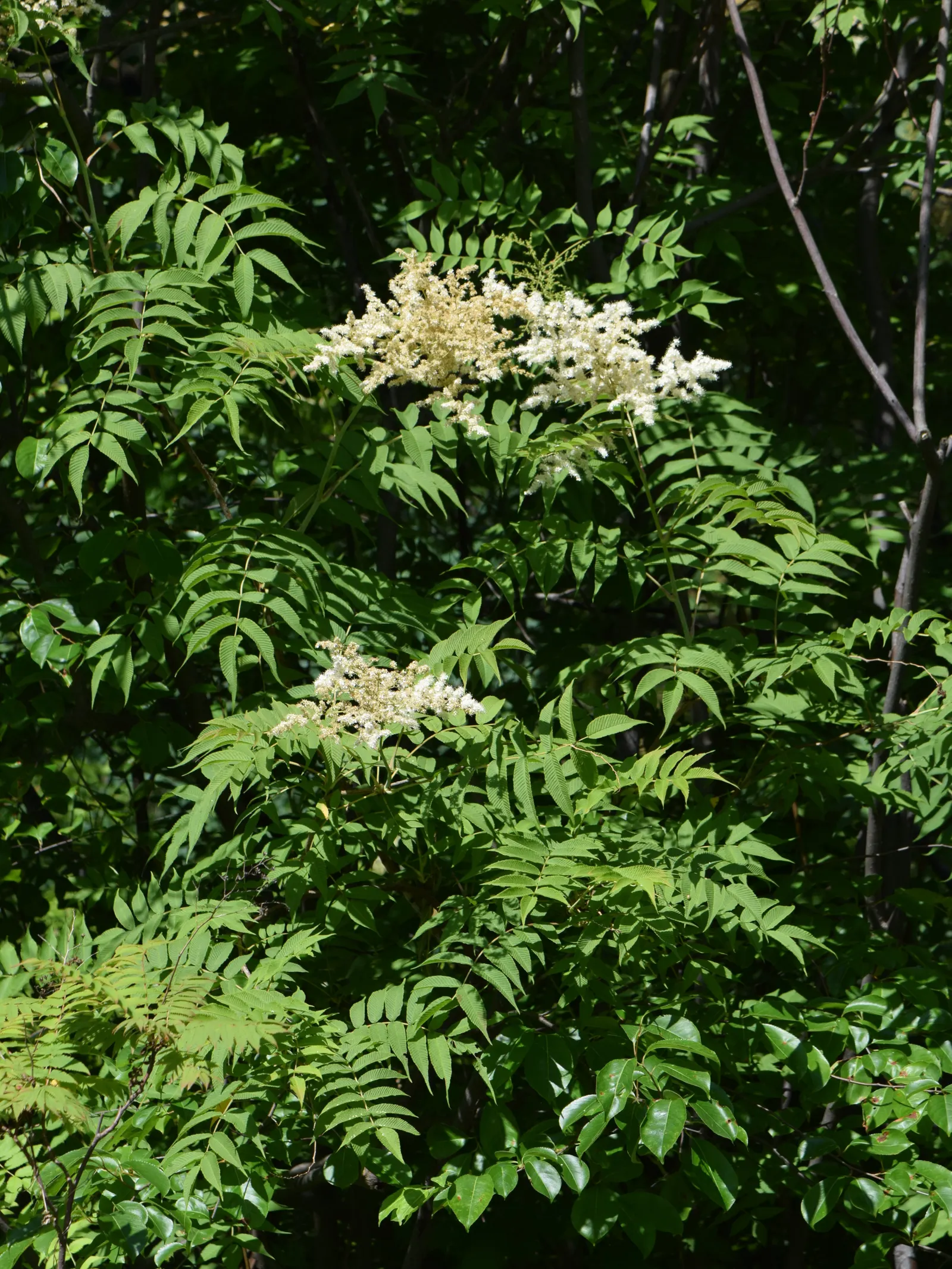 False Spiraea (Sorbaria Sorbifolia) — is a deciduous shrub that offers a multi-faceted appeal in a landscape design