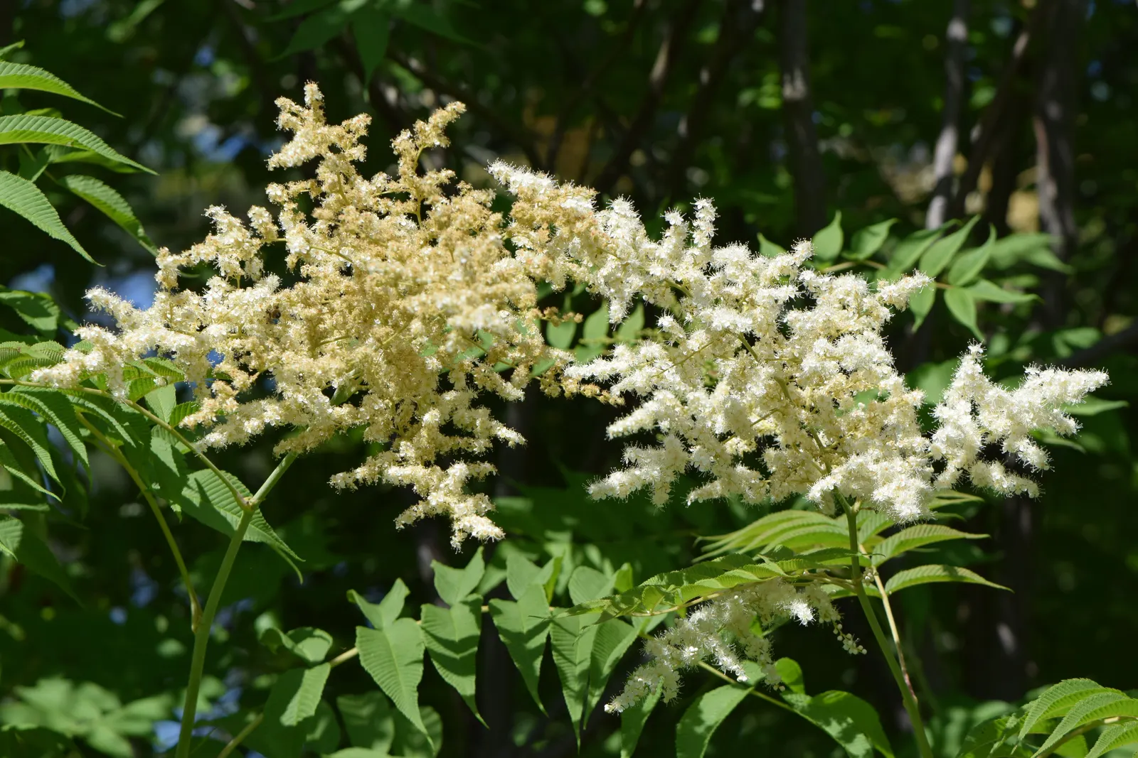 False Spiraea (Sorbaria Sorbifolia) — Its hardiness and ease of maintenance make it an excellent choice for borders