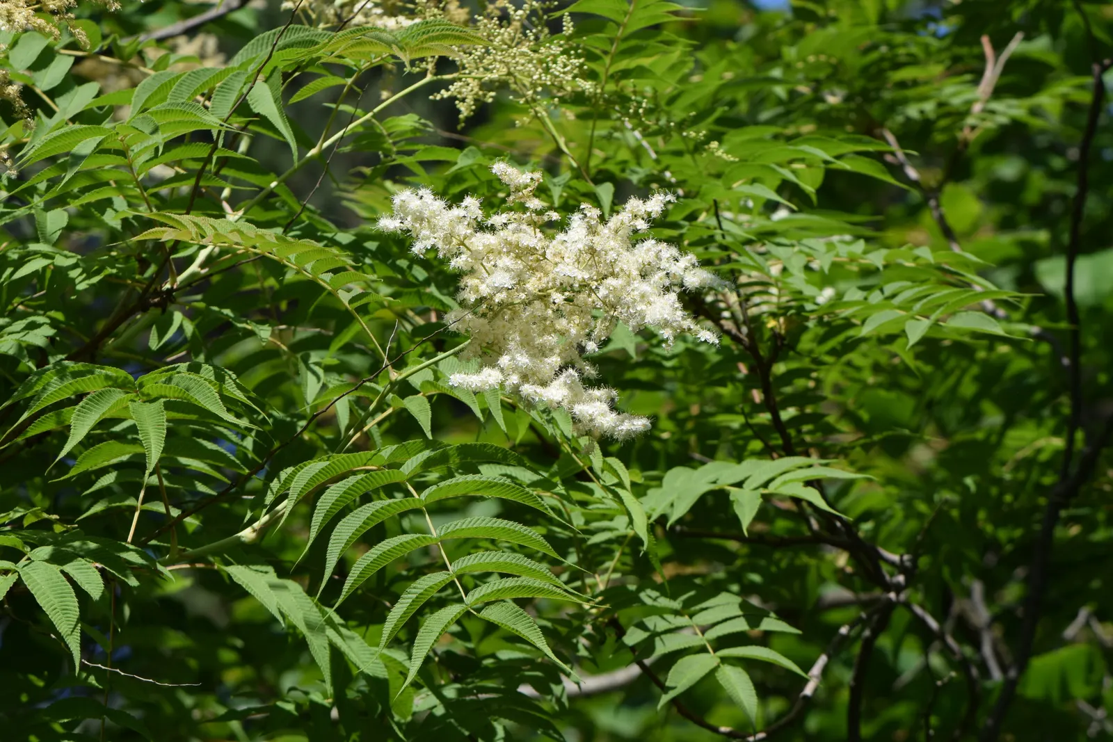 False Spiraea (Sorbaria Sorbifolia) — Its hardiness and ease of maintenance make it an excellent choice for borders; or as a natural-style hedge in a landscape