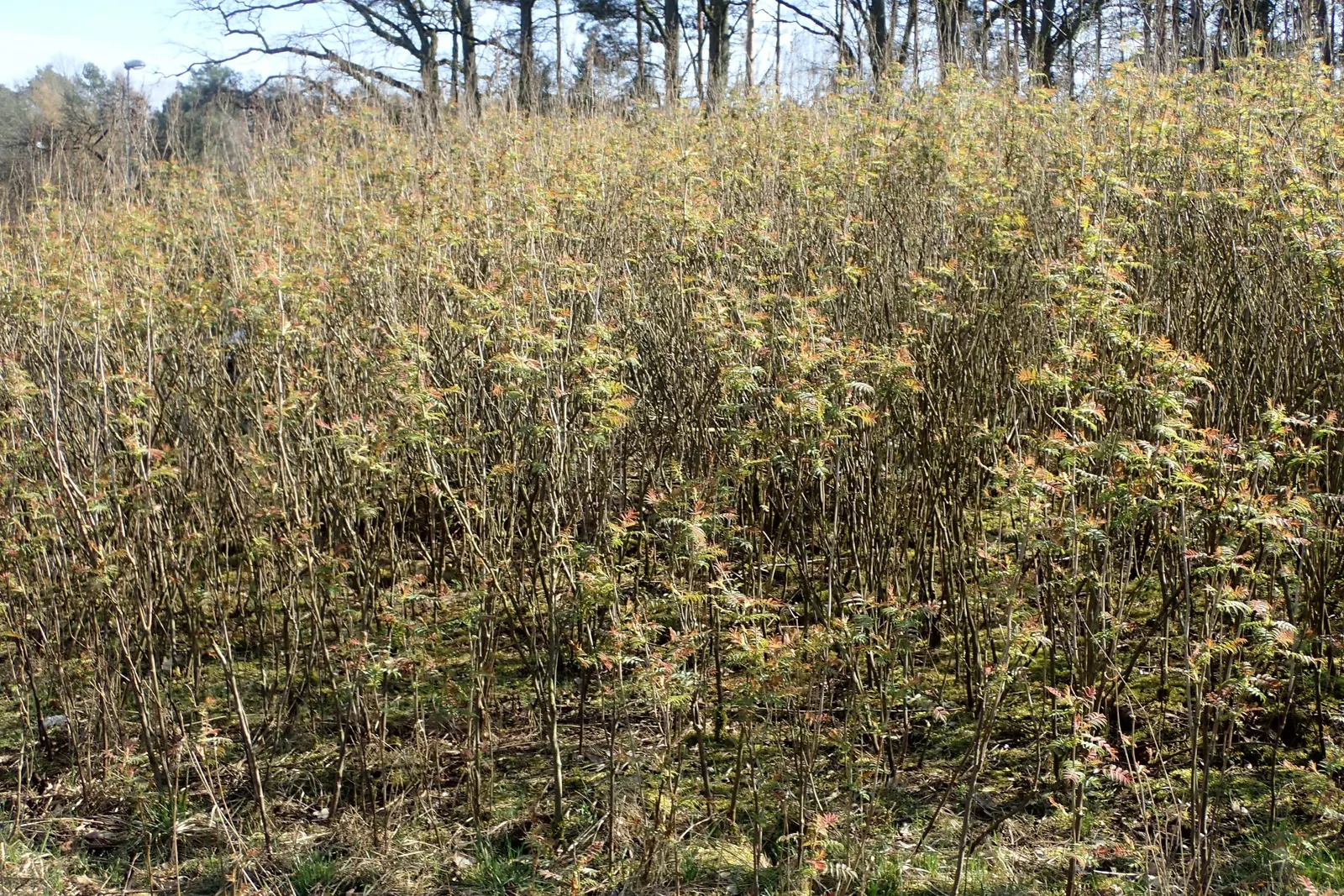 False Spiraea (Sorbaria Sorbifolia) — it's an excellent choice for borders or mass plantings with its vigorous; sorbaria sorbifolia is characterized by its lush