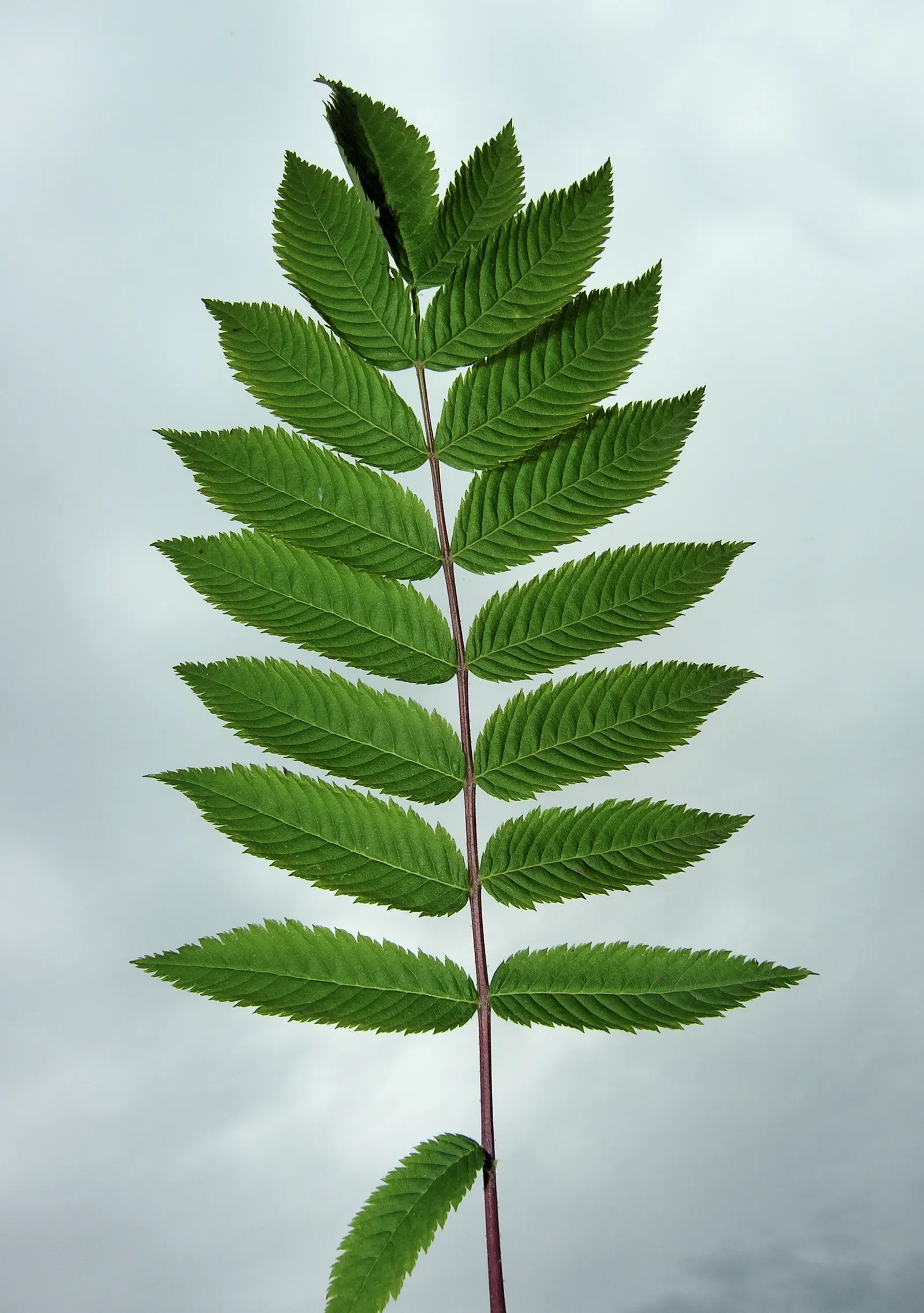 False Spiraea (Sorbaria Sorbifolia) — Typically reaching 4-6 feet in height and spread, this hardy plant thrives in USDA zones 2-8; terminal, image 59