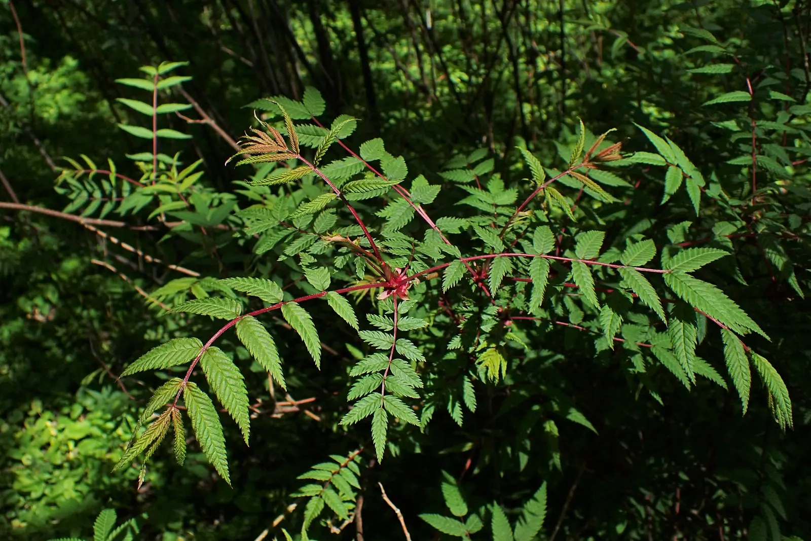 False Spiraea (Sorbaria Sorbifolia) — fern-like leaves that emerge with a bronze hue before turning green