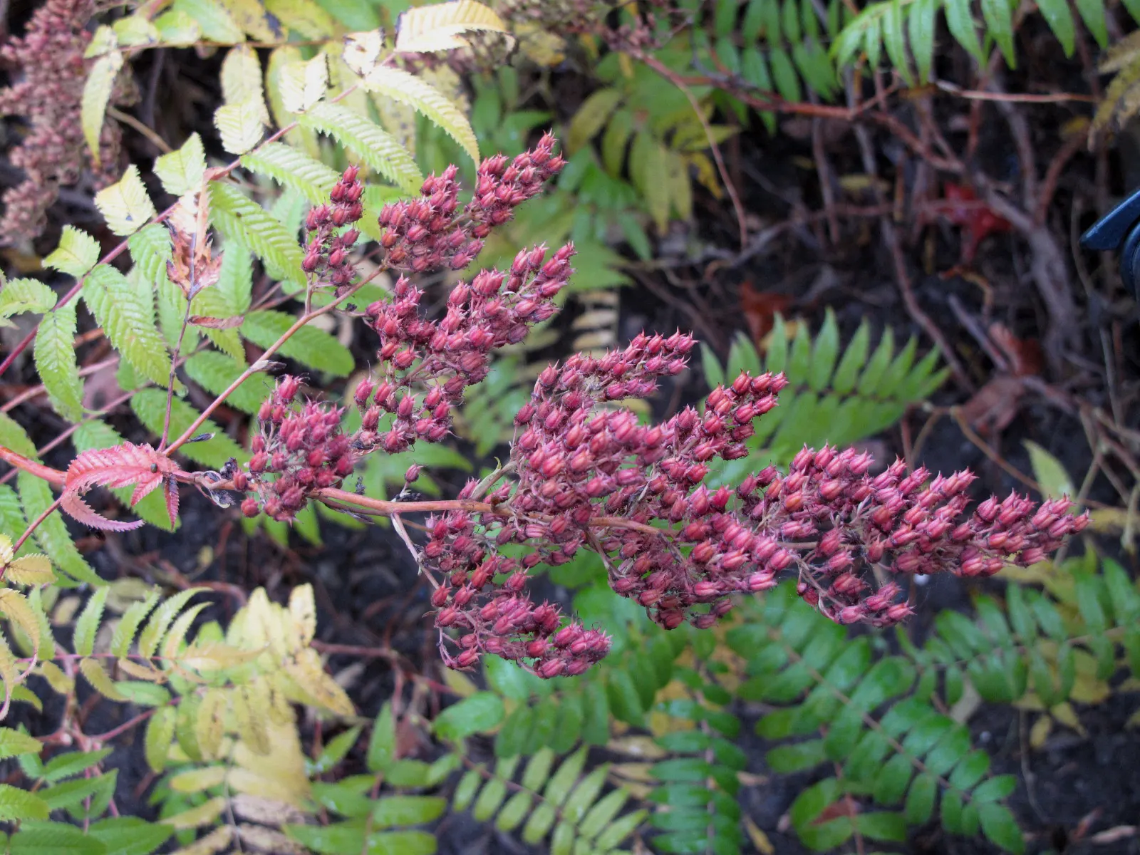 False Spiraea (Sorbaria Sorbifolia) — Its hardiness and ease of maintenance make it an excellent choice for borders; or as a natural-style hedge in, image 80
