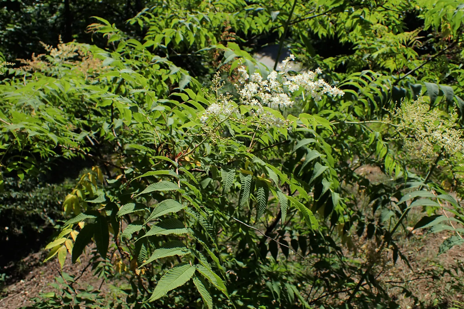 False Spiraea (Sorbaria Sorbifolia) — so it may require occasional pruning to maintain its shape and prevent overgrowth; terminal panicles that can reach up to