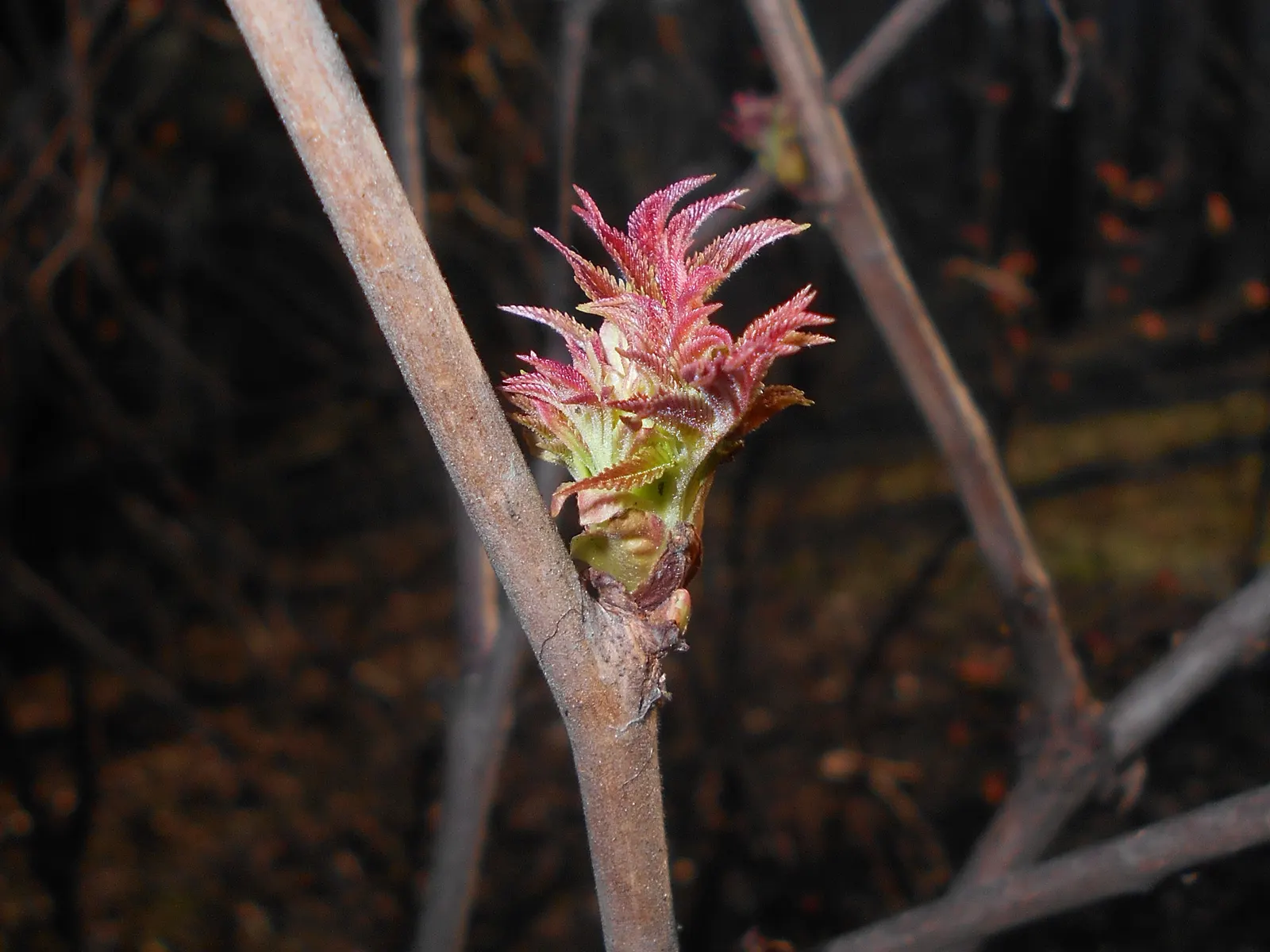 False Spiraea (Sorbaria Sorbifolia) — consist of many small leaflets