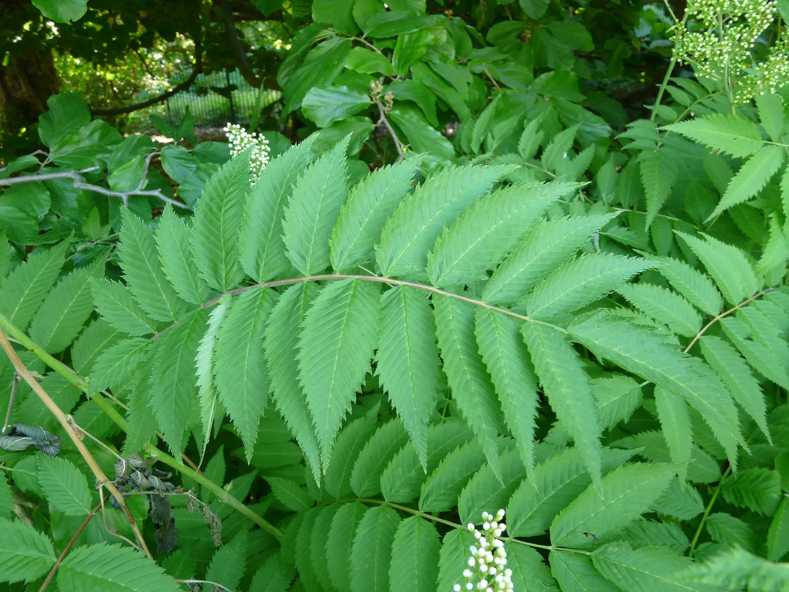 False Spiraea (Sorbaria Sorbifolia) — deciduous shrub renowned for its feathery clusters of white summer blooms
