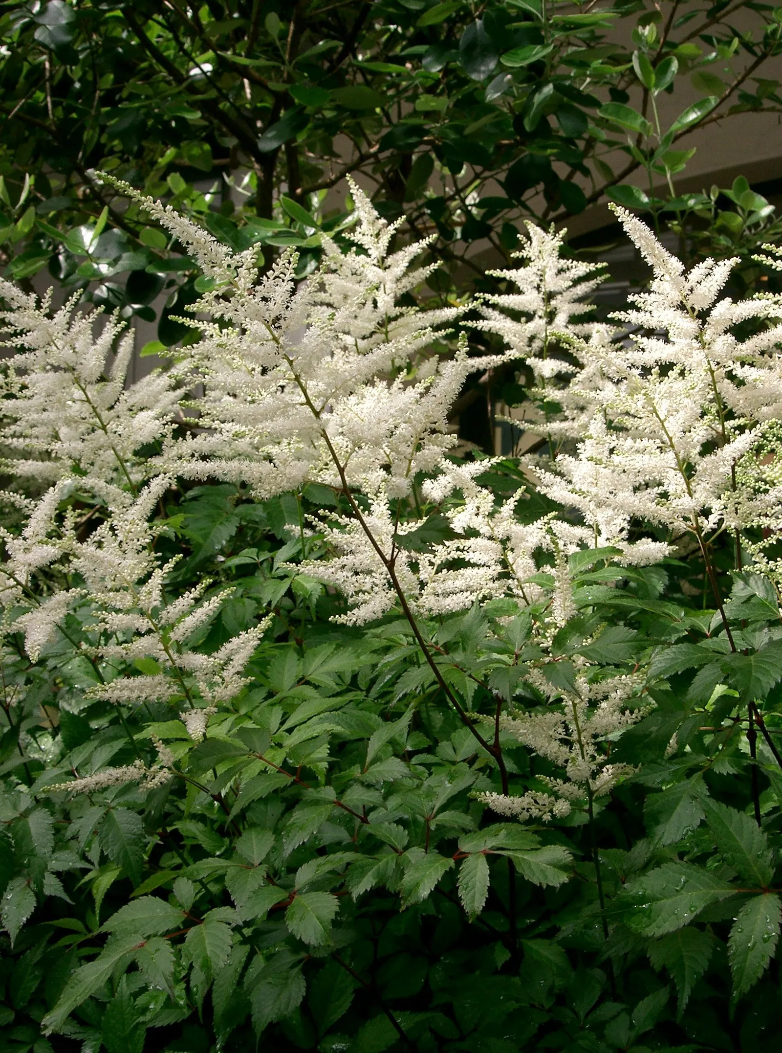False Spiraea (Sorbaria Sorbifolia) — scientifically named Sorbaria sorbifolia; terminal panicles that can reach up to 10 inches in length, image 63