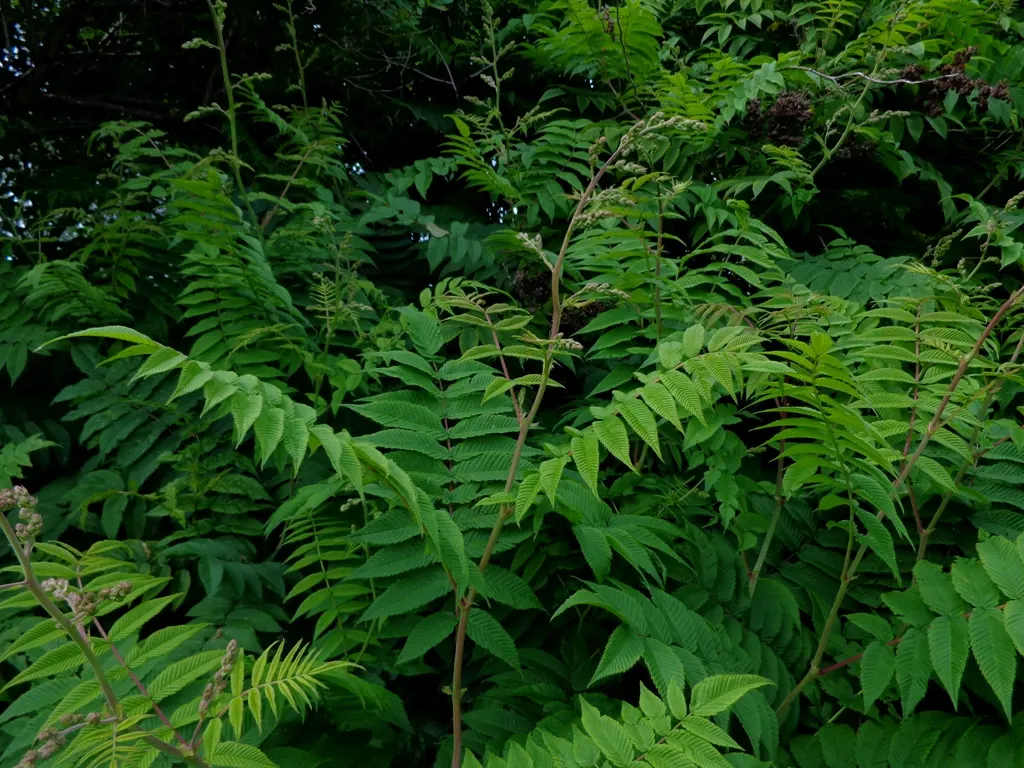 False Spiraea (Sorbaria Sorbifolia) — Typically reaching 4-6 feet in height and spread, this hardy plant thrives in USDA zones 2-8; terminal panicles that can