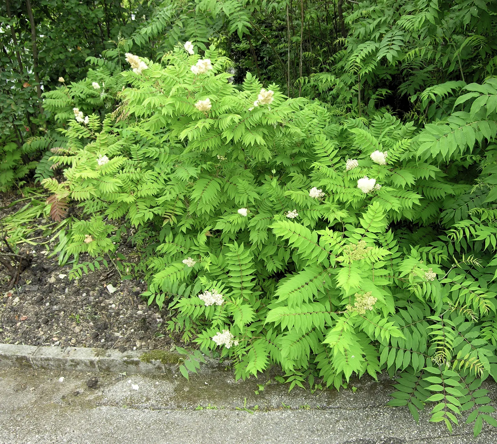 False Spiraea (Sorbaria Sorbifolia) — the foliage emerges with a striking bronzy-green hue