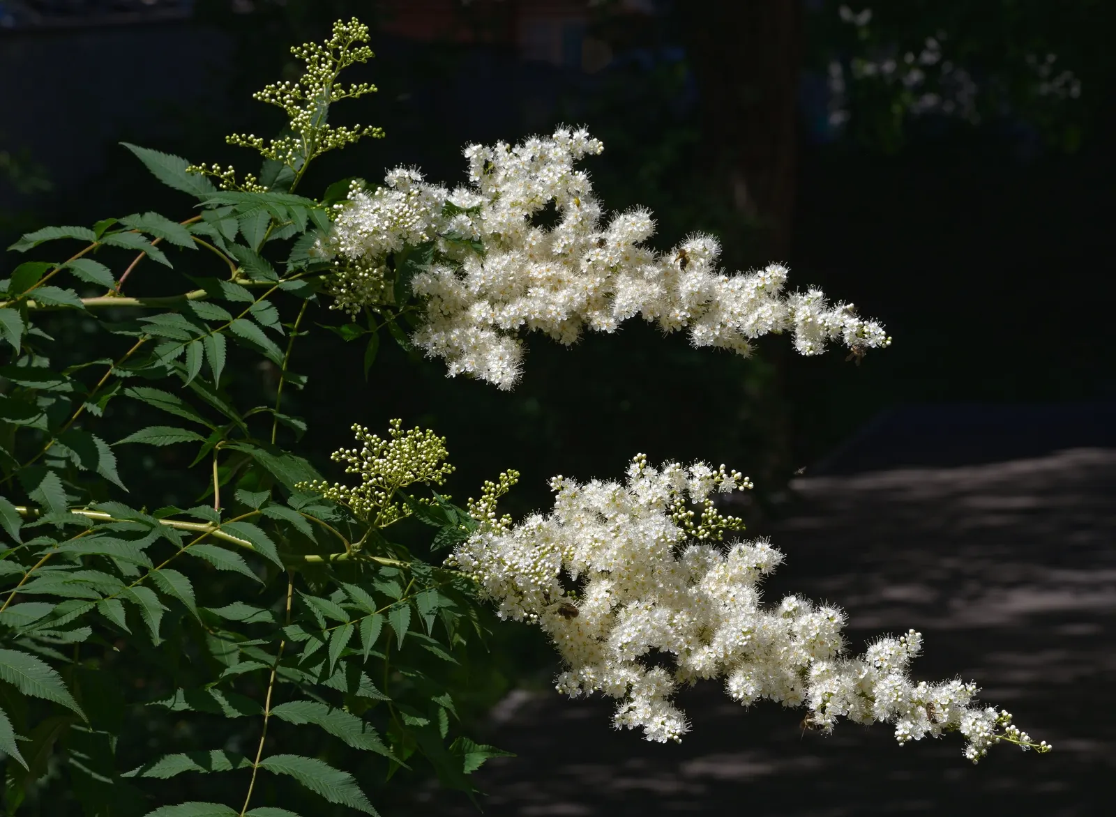 False Spiraea (Sorbaria Sorbifolia) — fern-like leaves that emerge with a bronze hue before turning green; or as a natural-style hedge in a, image 88
